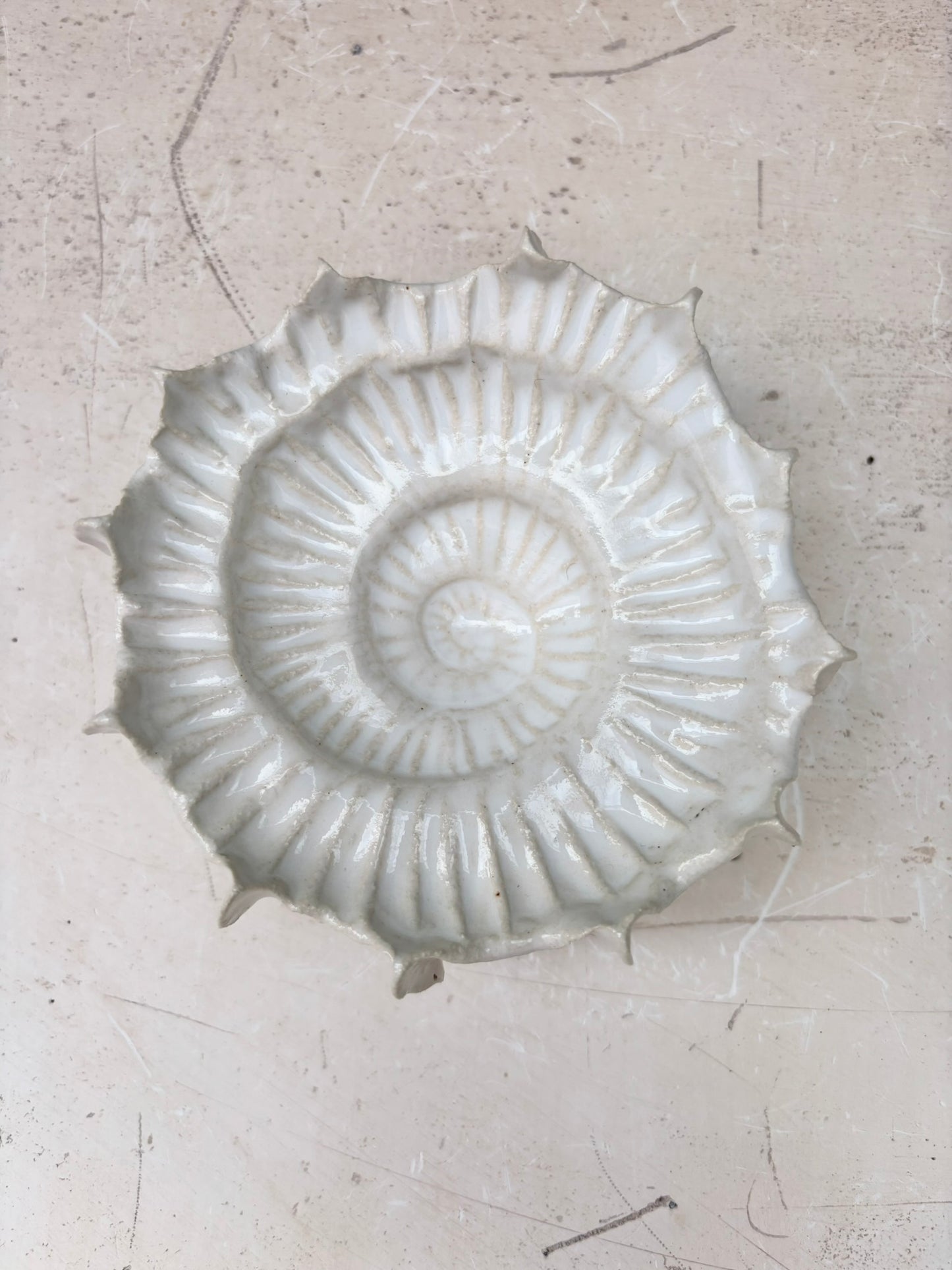 Ammonit nr. 0574