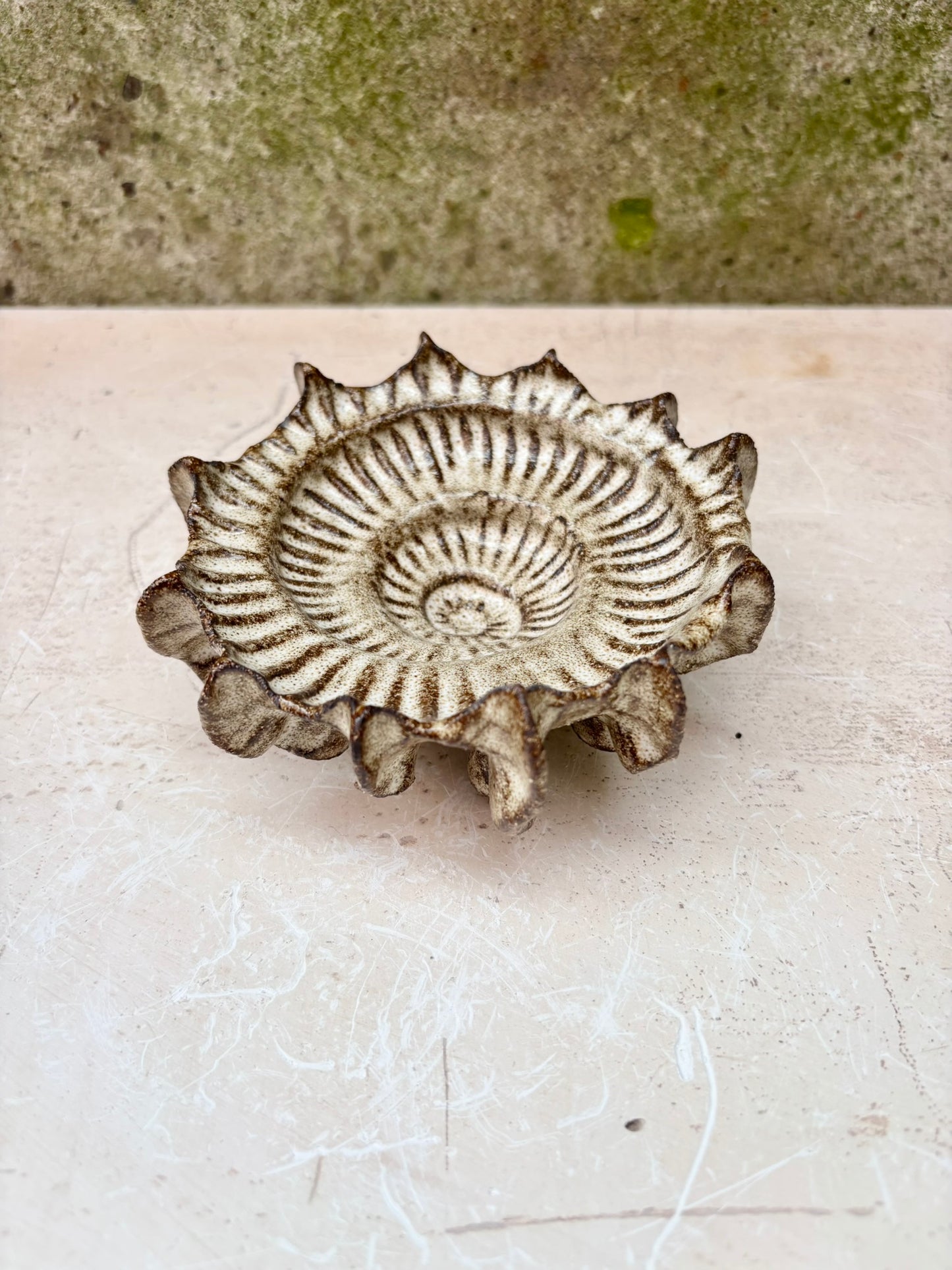 Ammonite no 0576