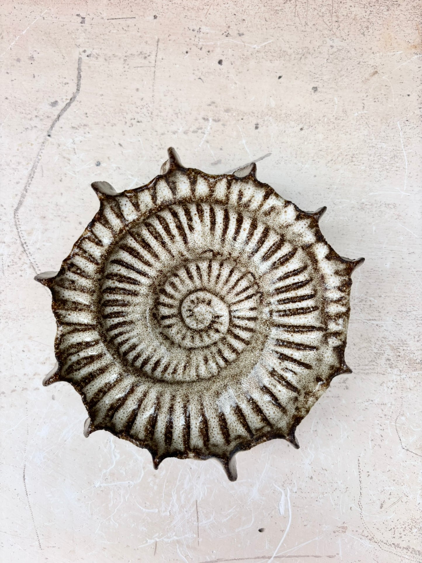 Ammonite no 0576