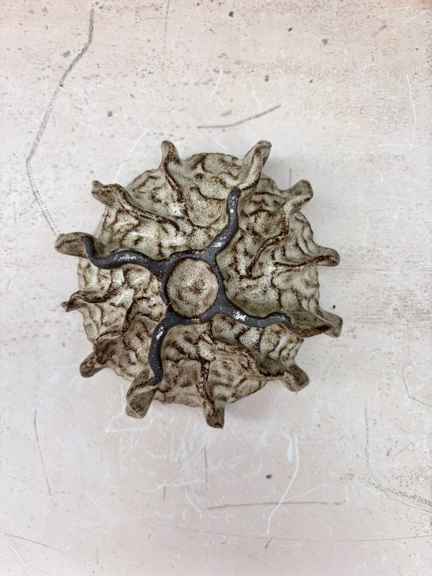 Ammonite no 0576