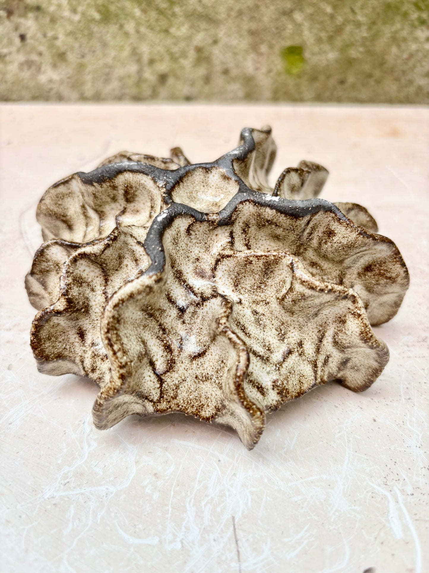 Ammonite no 0576