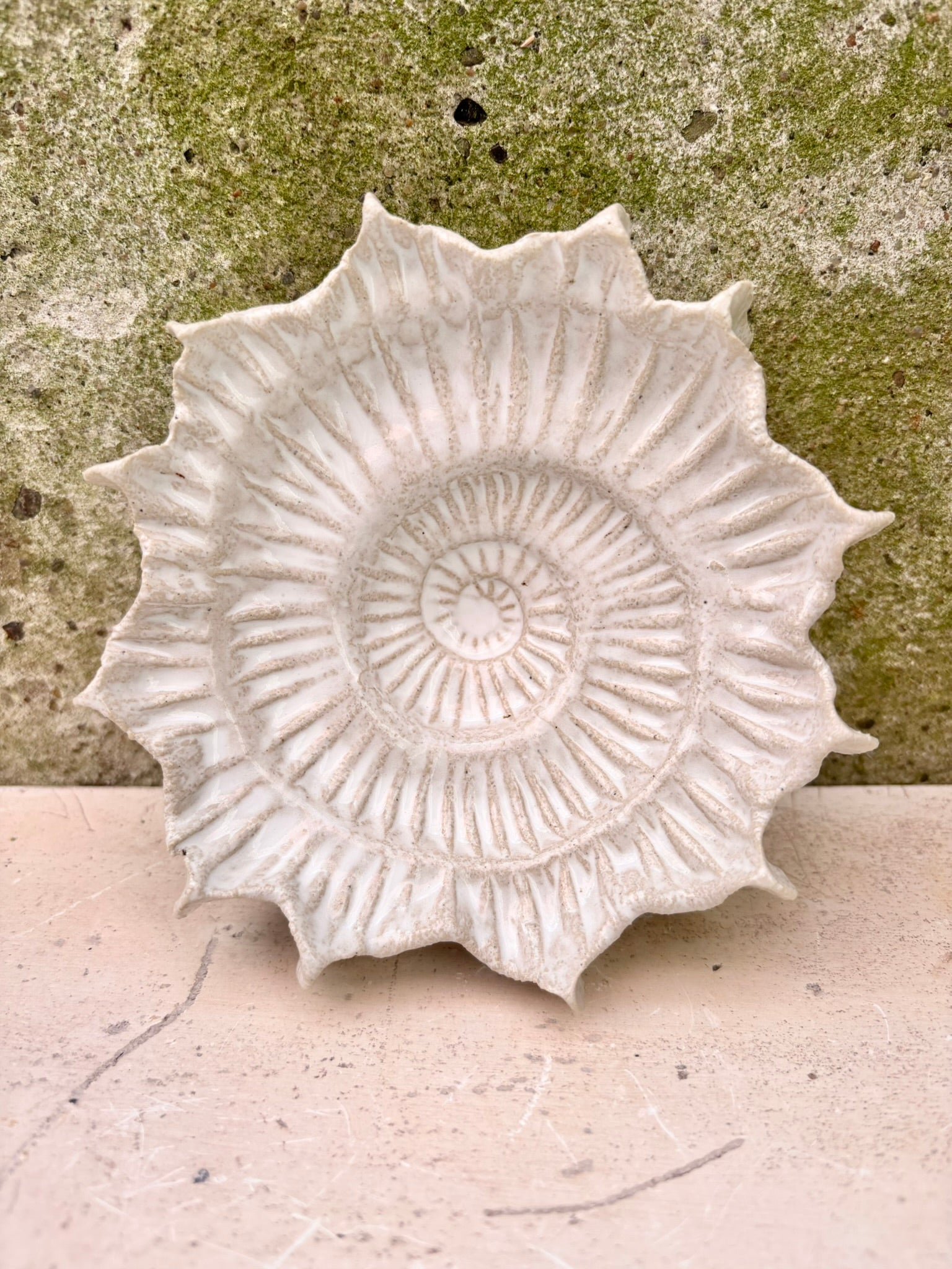 Ammonit nr. 0578