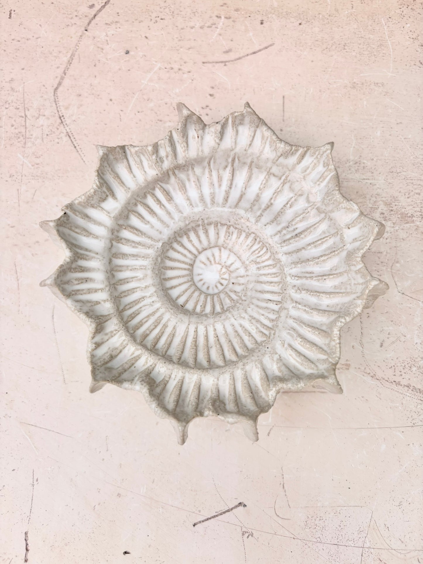 Ammonite no 0578