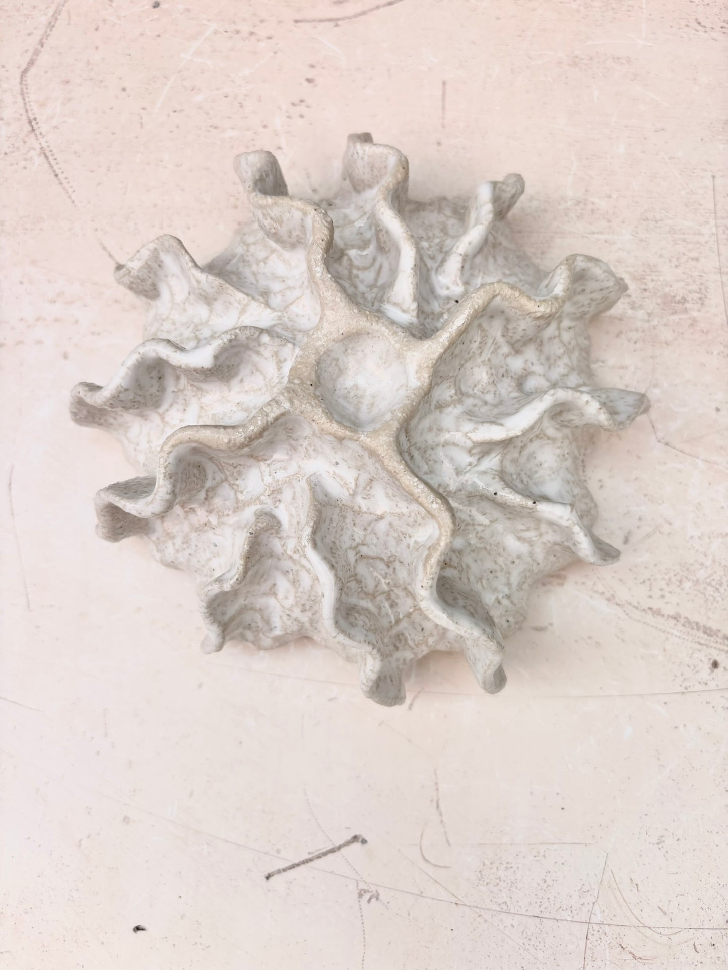 Ammonite no 0578