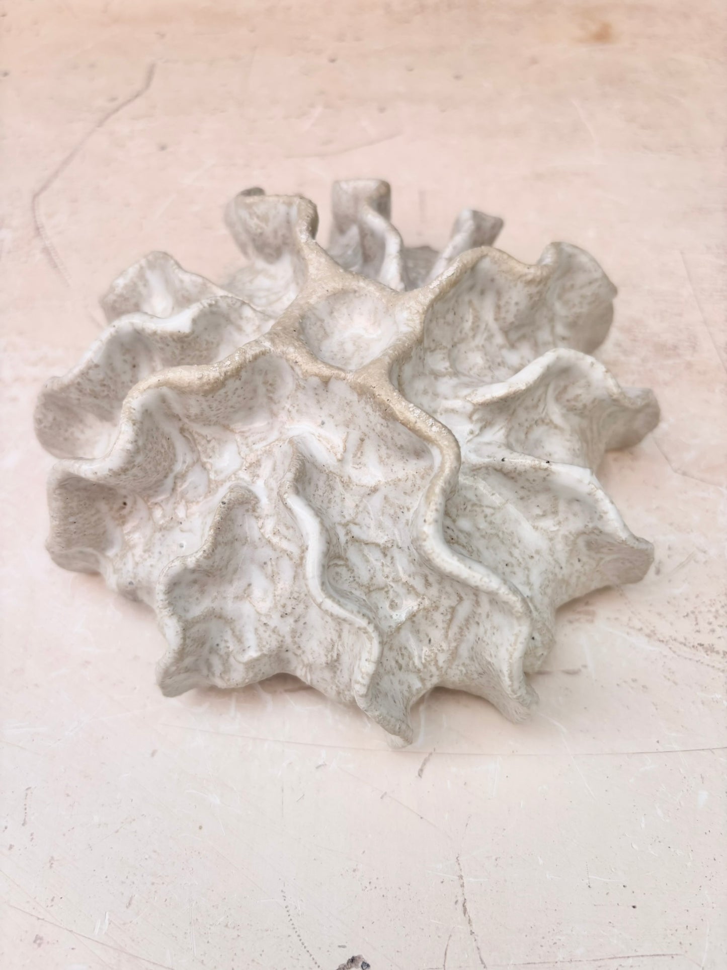 Ammonite no 0578