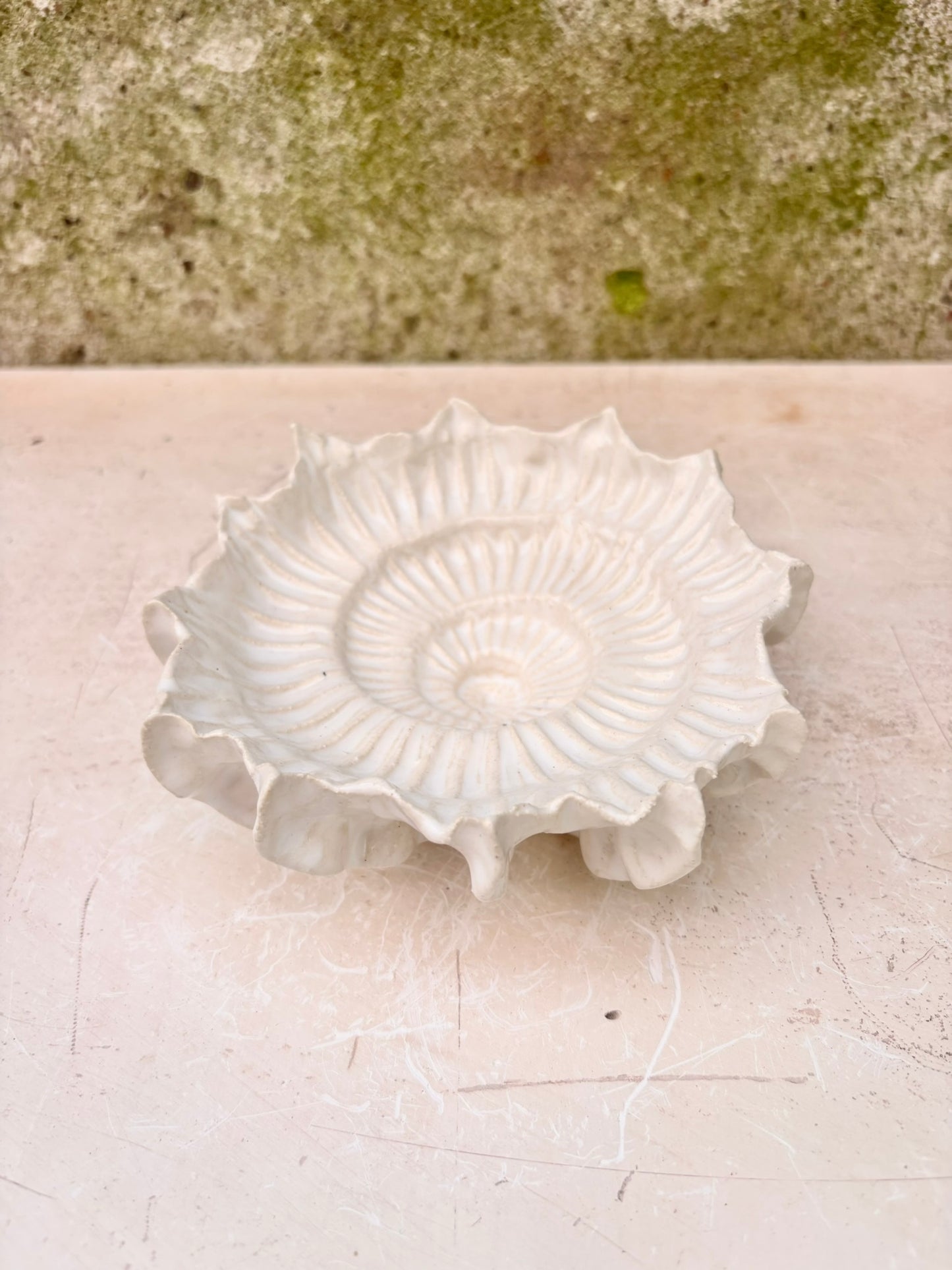 Ammonit nr. 0579