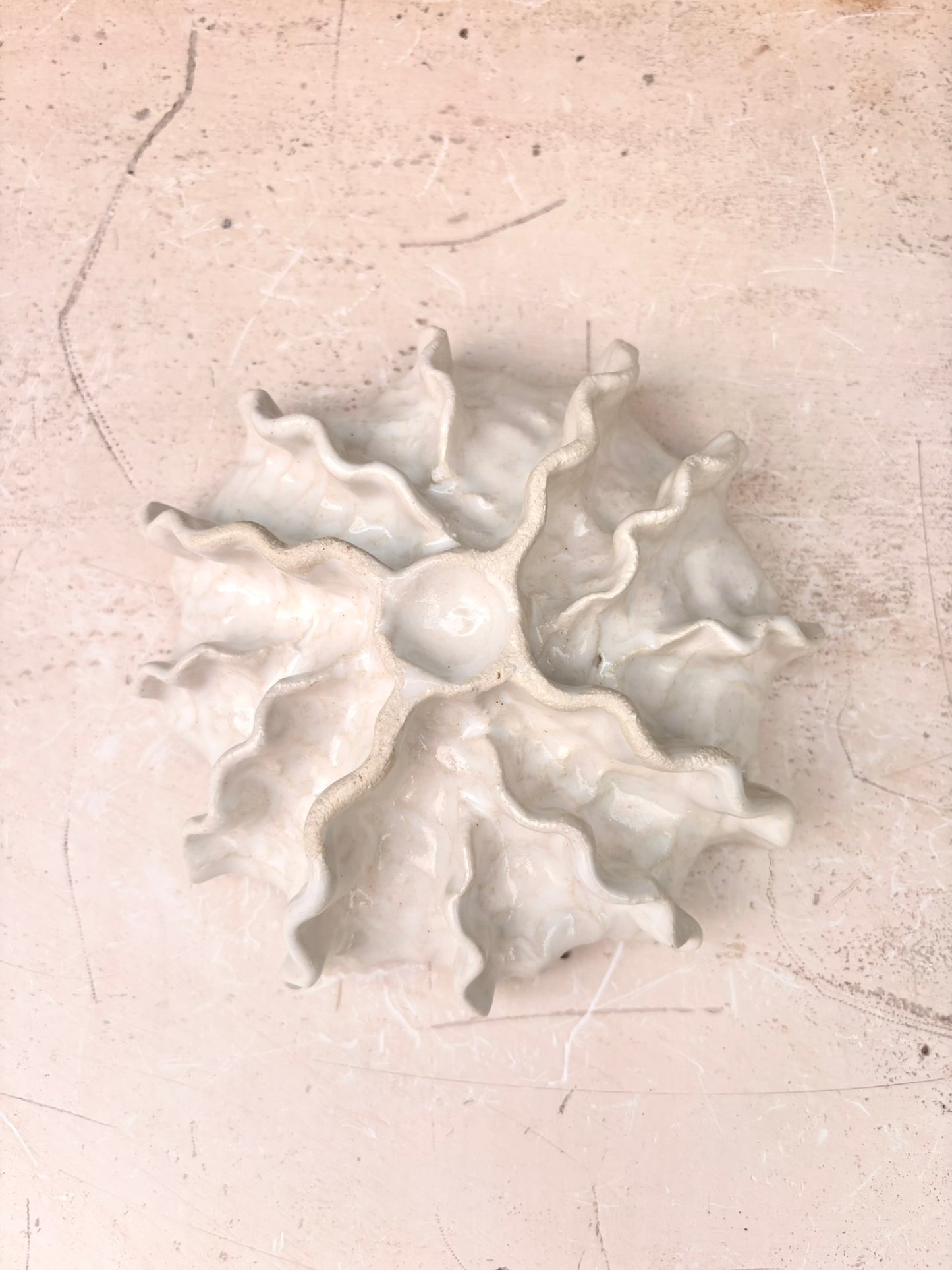 Ammonit nr. 0579