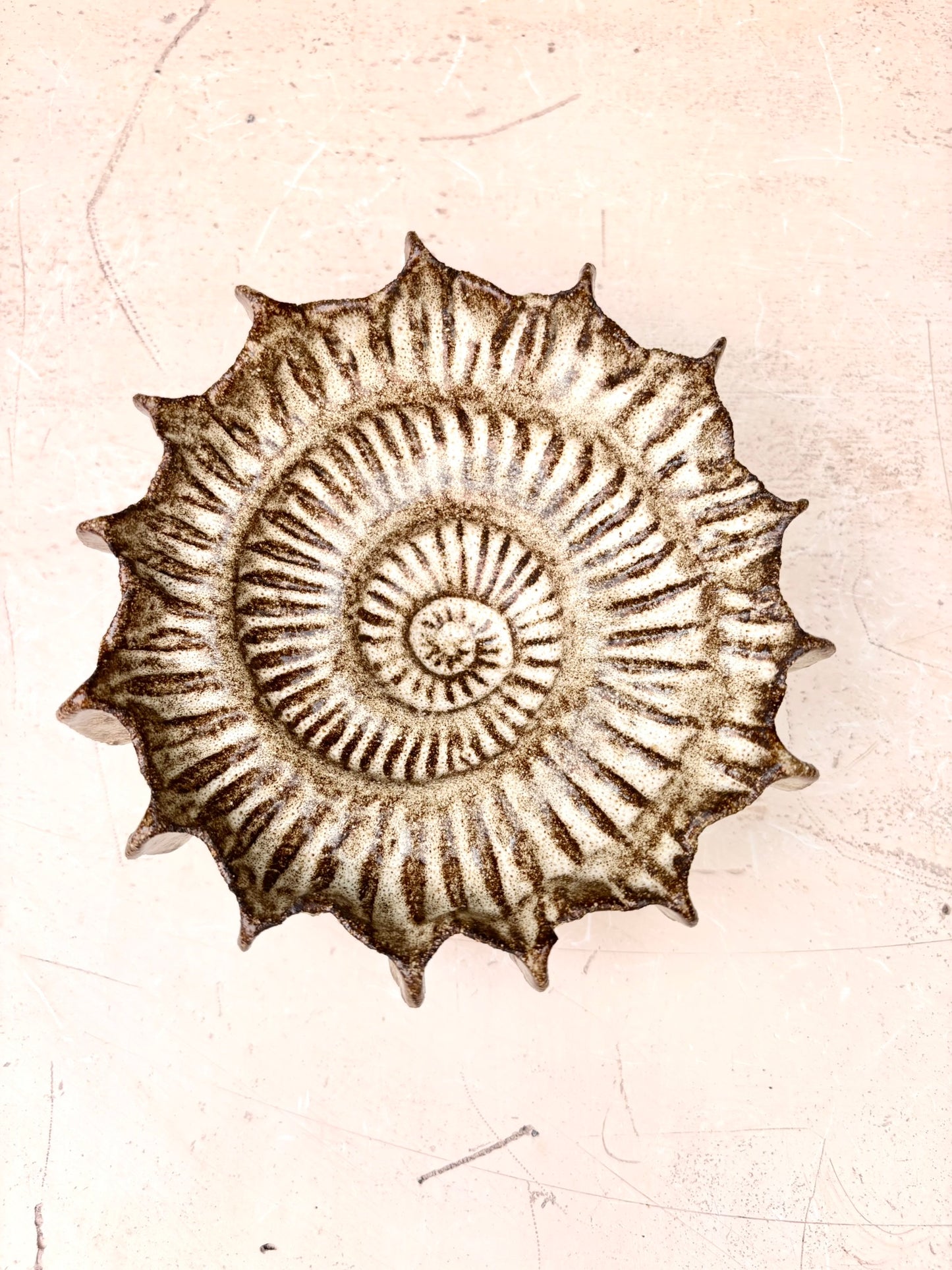 Ammonit nr. 0581