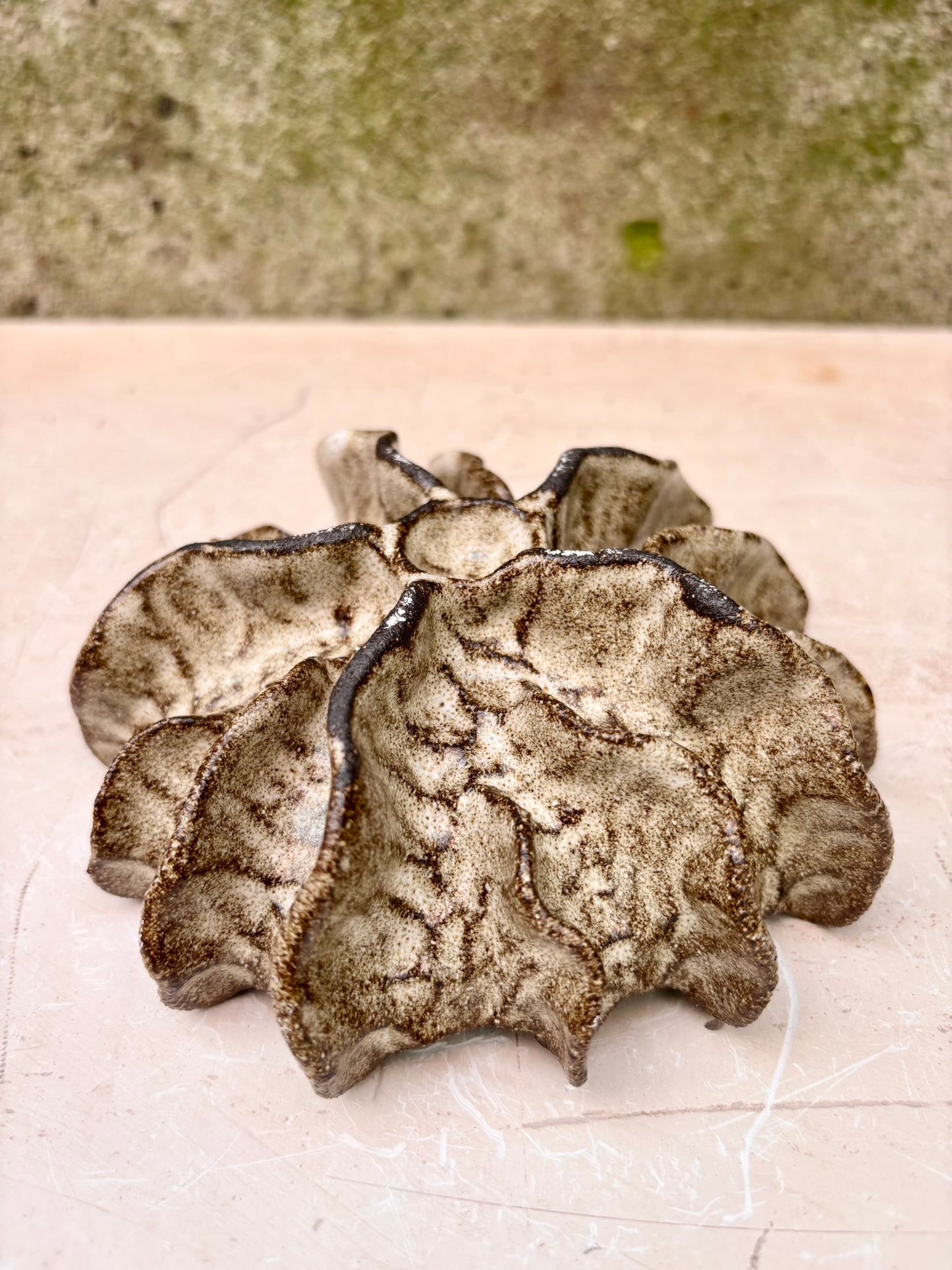 Ammonit nr. 0581