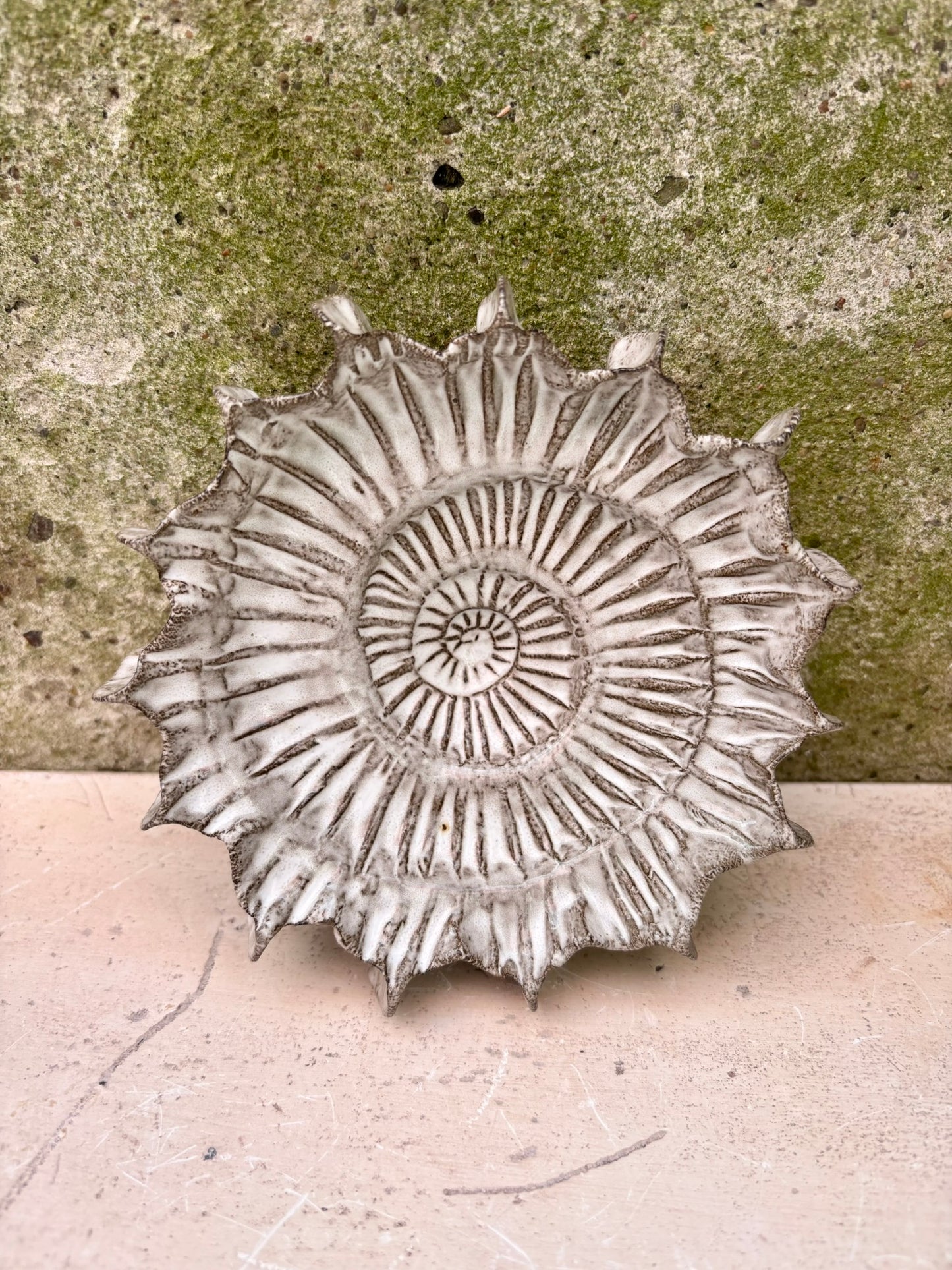 Ammonite no 0582