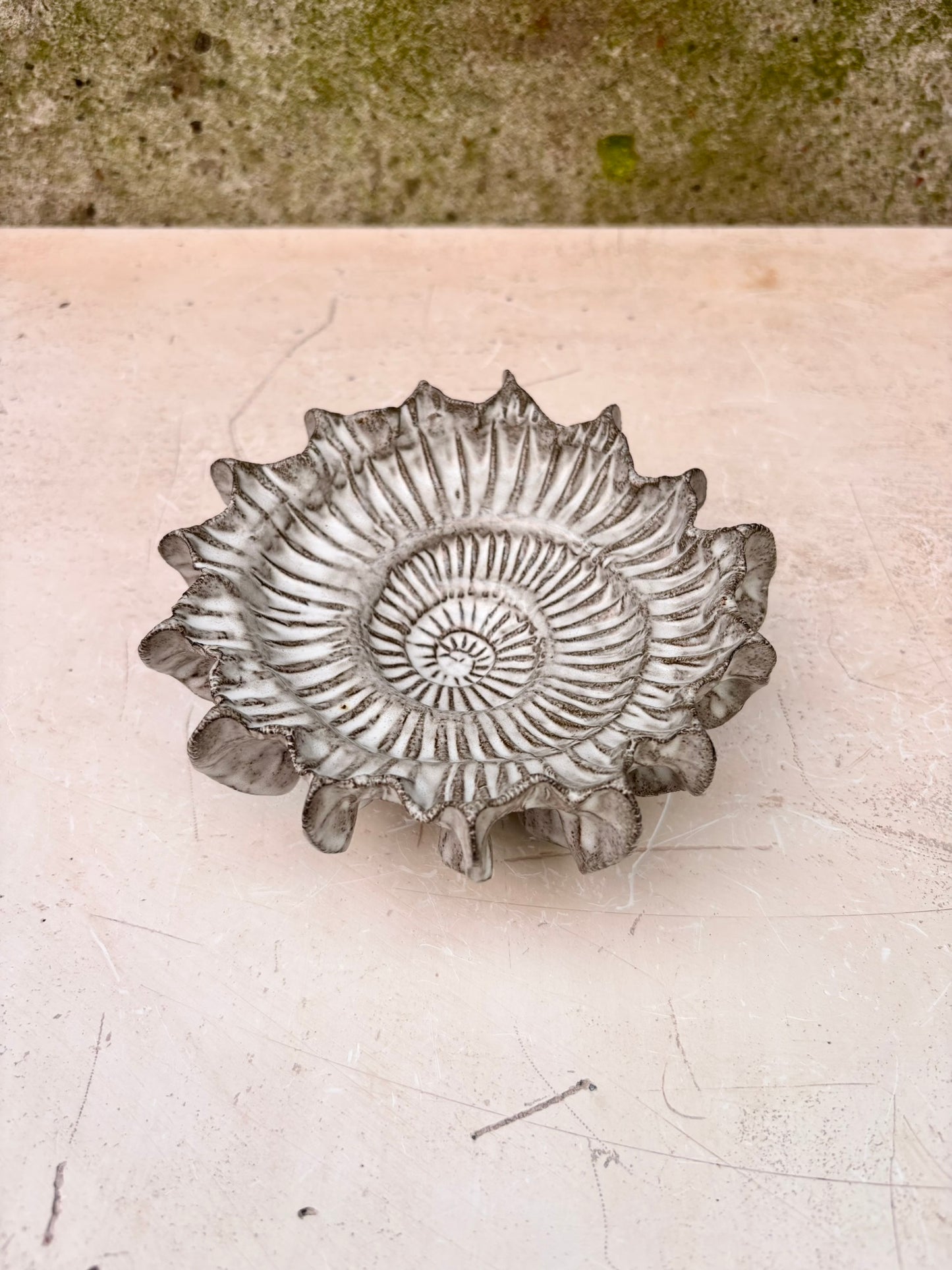 Ammonite no 0582