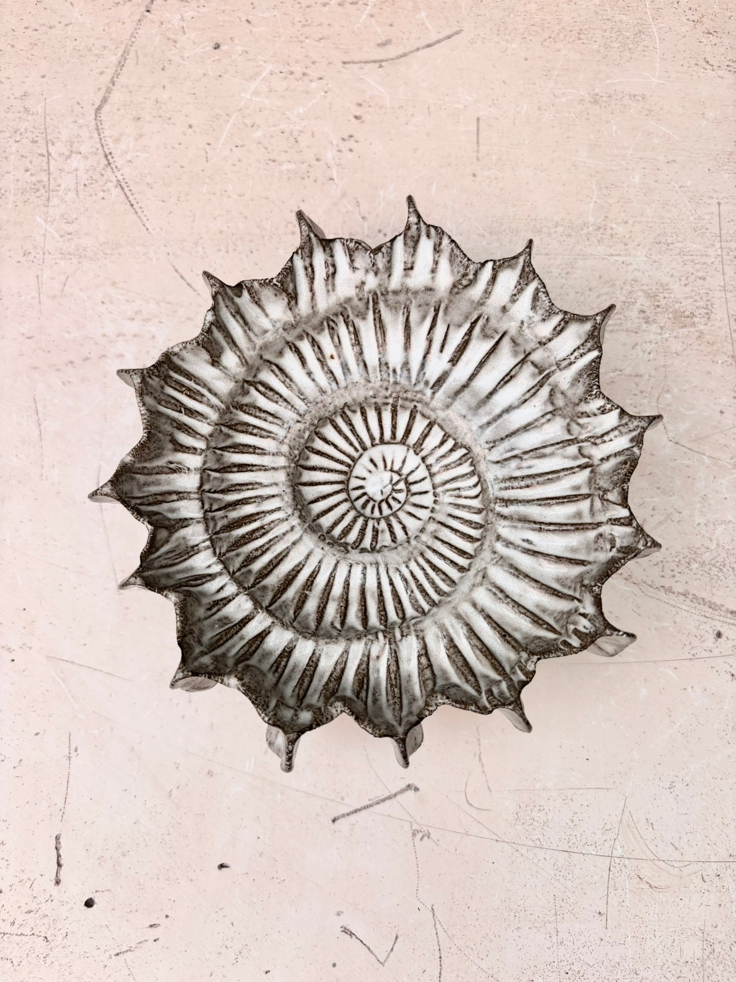 Ammonite no 0582