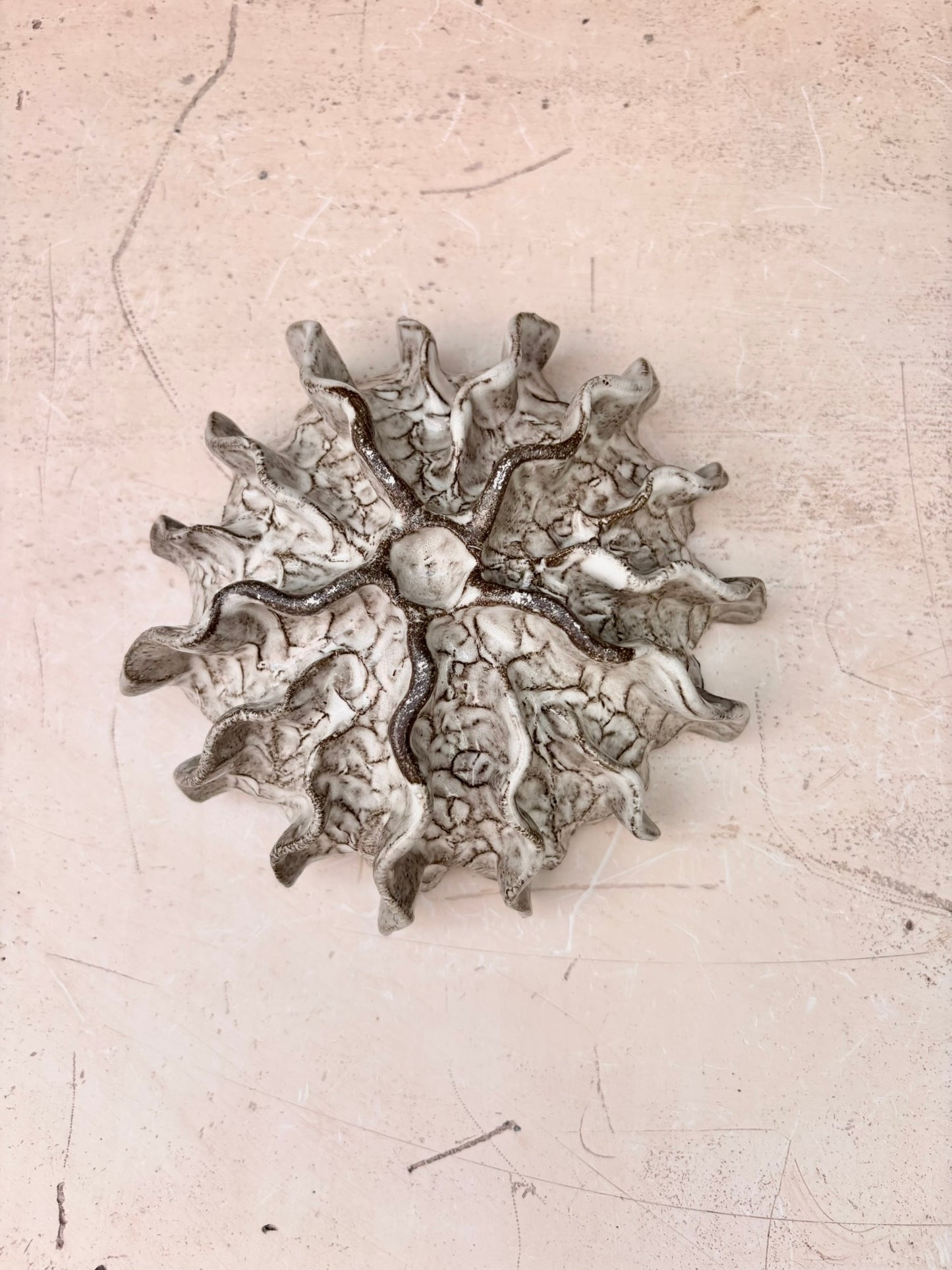 Ammonite no 0582