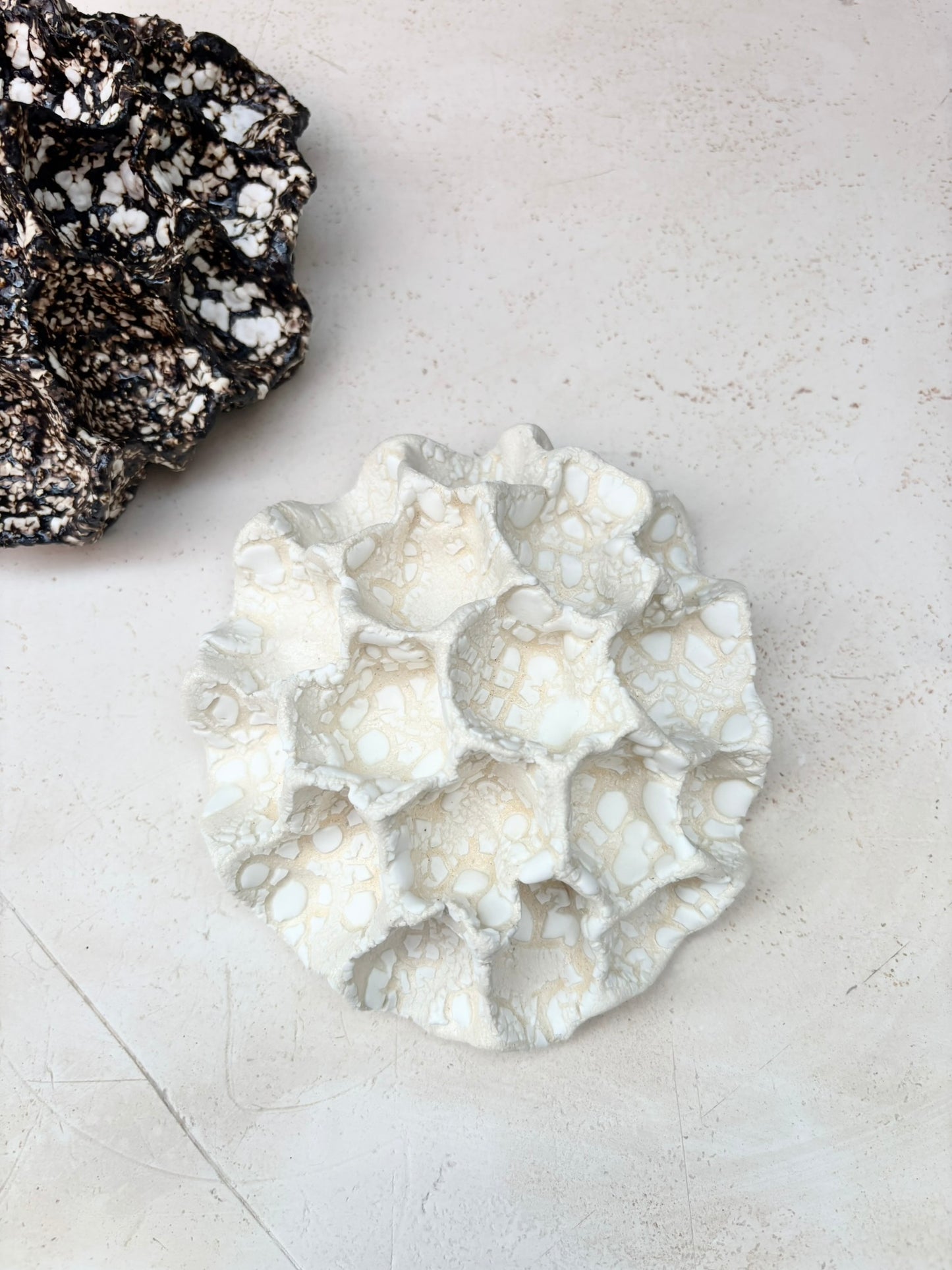 Wall coral no 04235