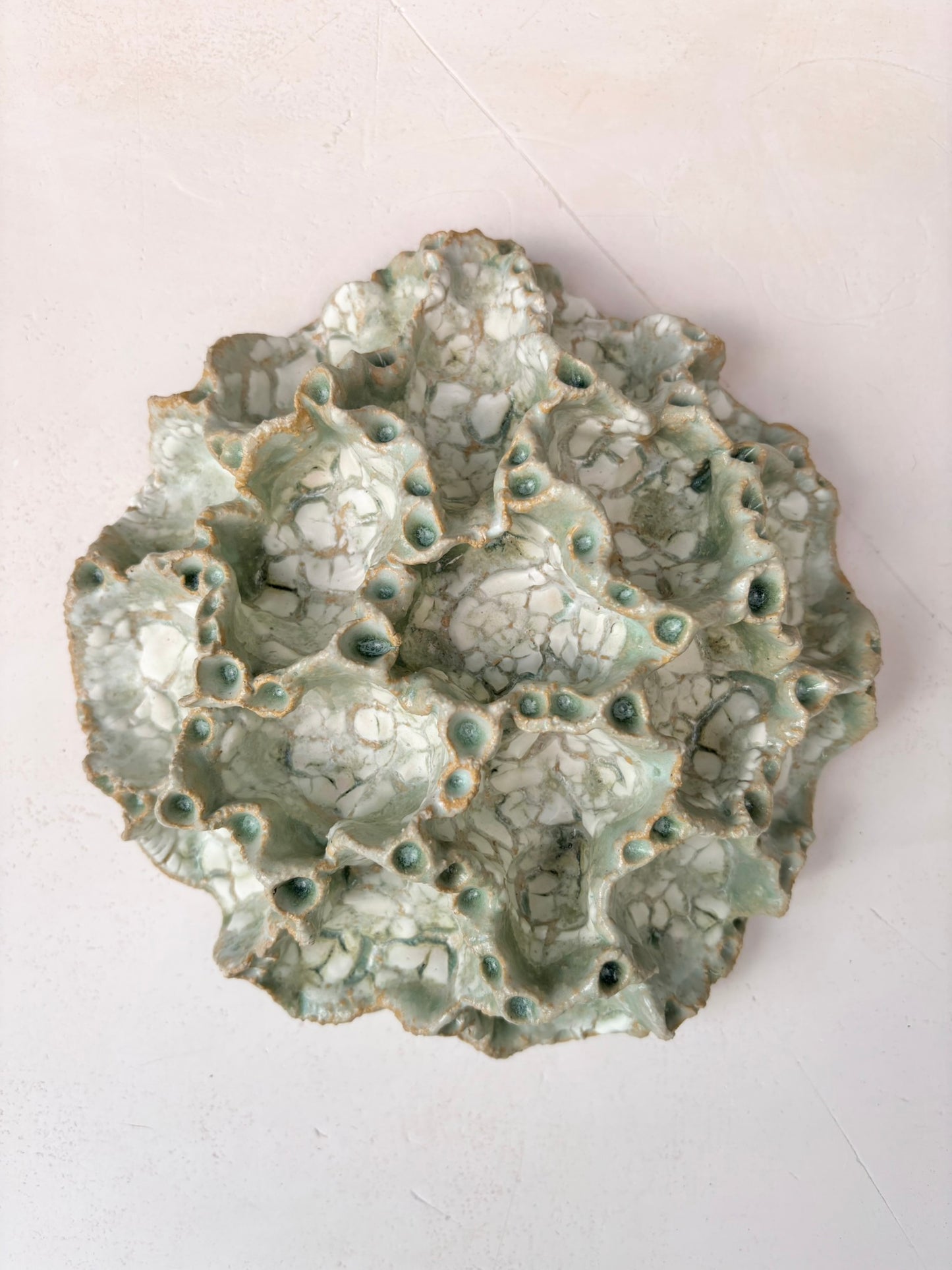 Wall coral no 04206