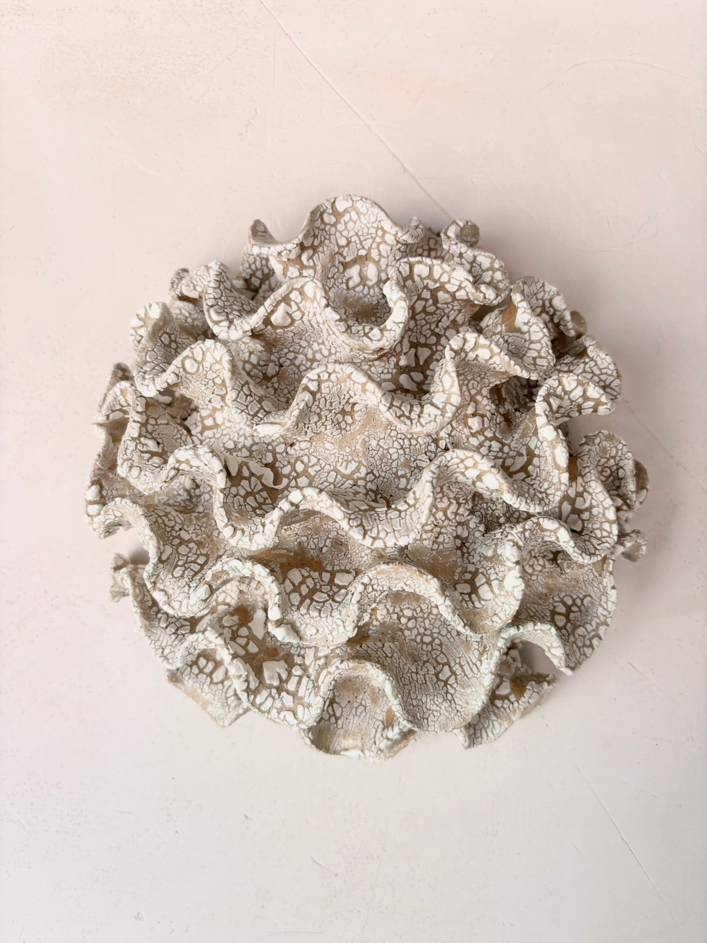 Wall coral no 04275