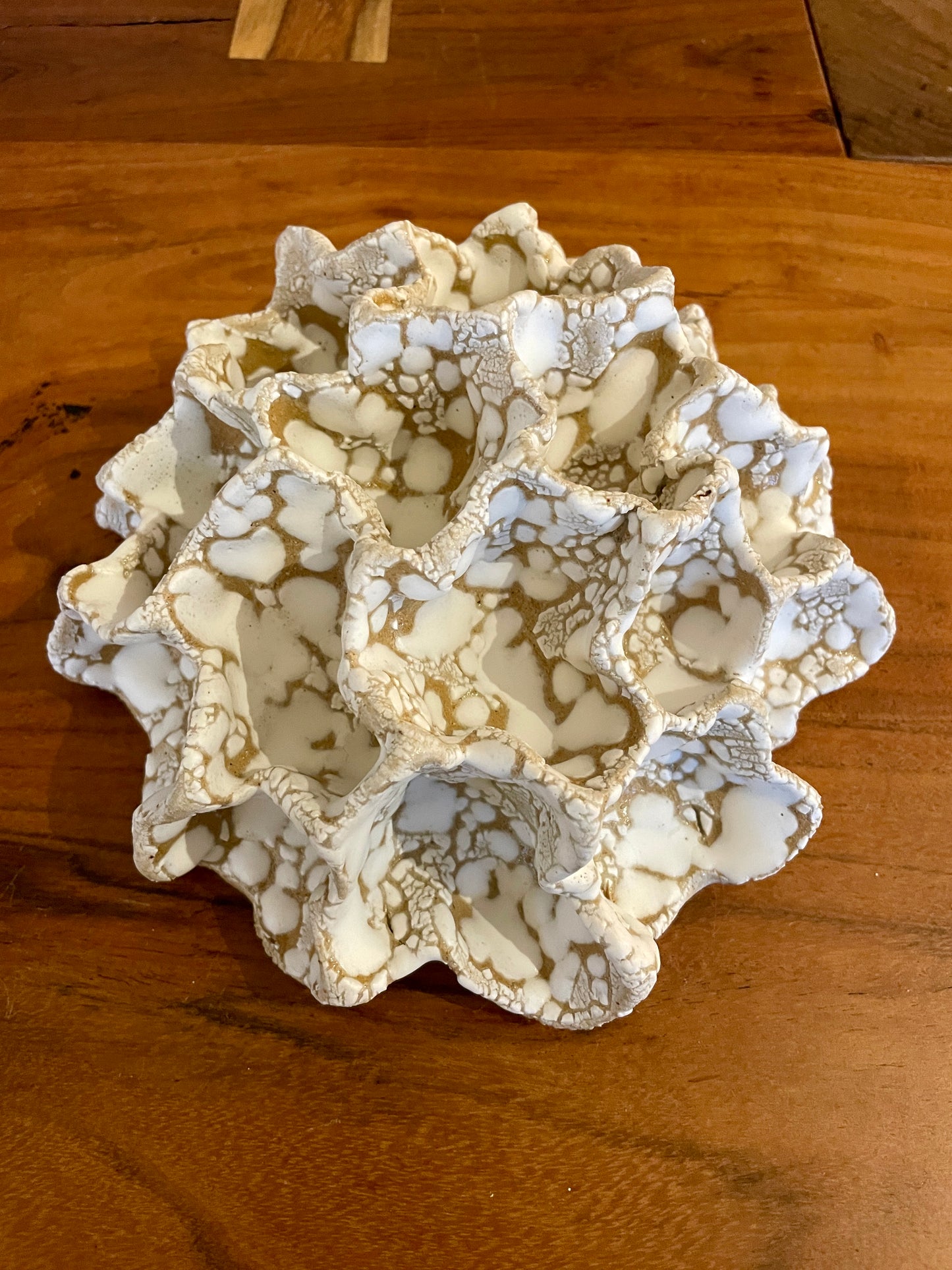 Wall coral 04361