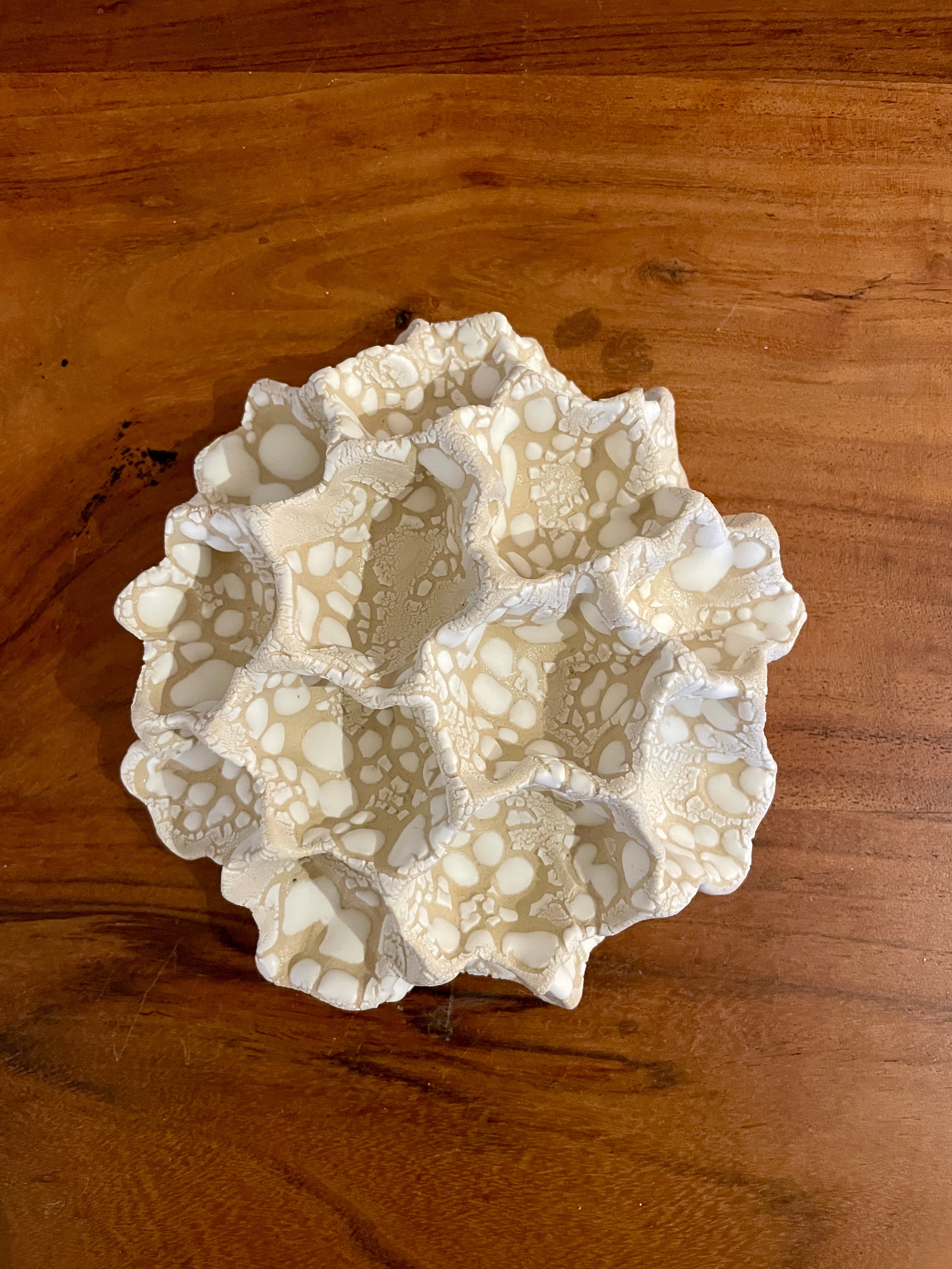 Wall coral 04366