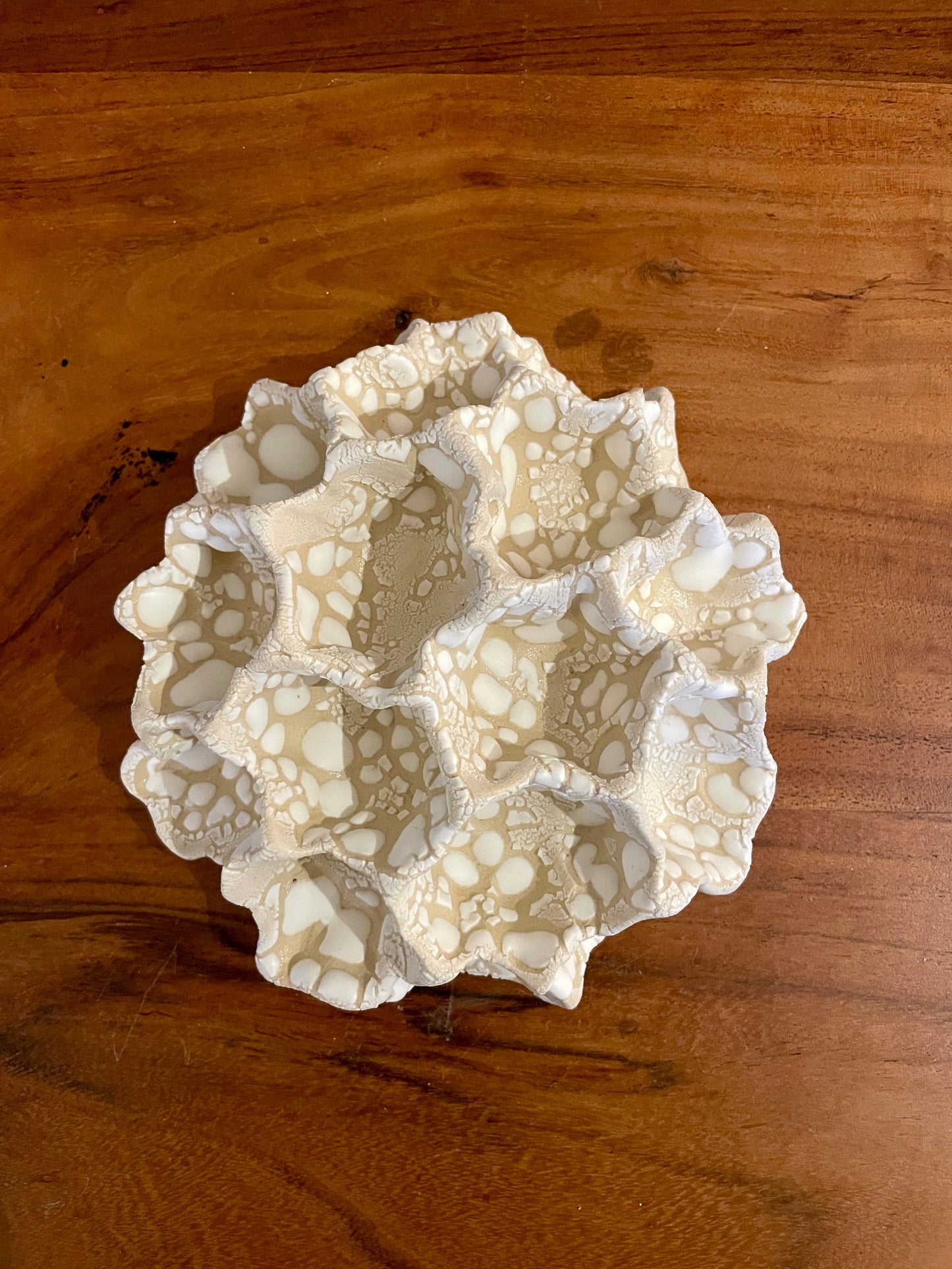 Wall coral 04366