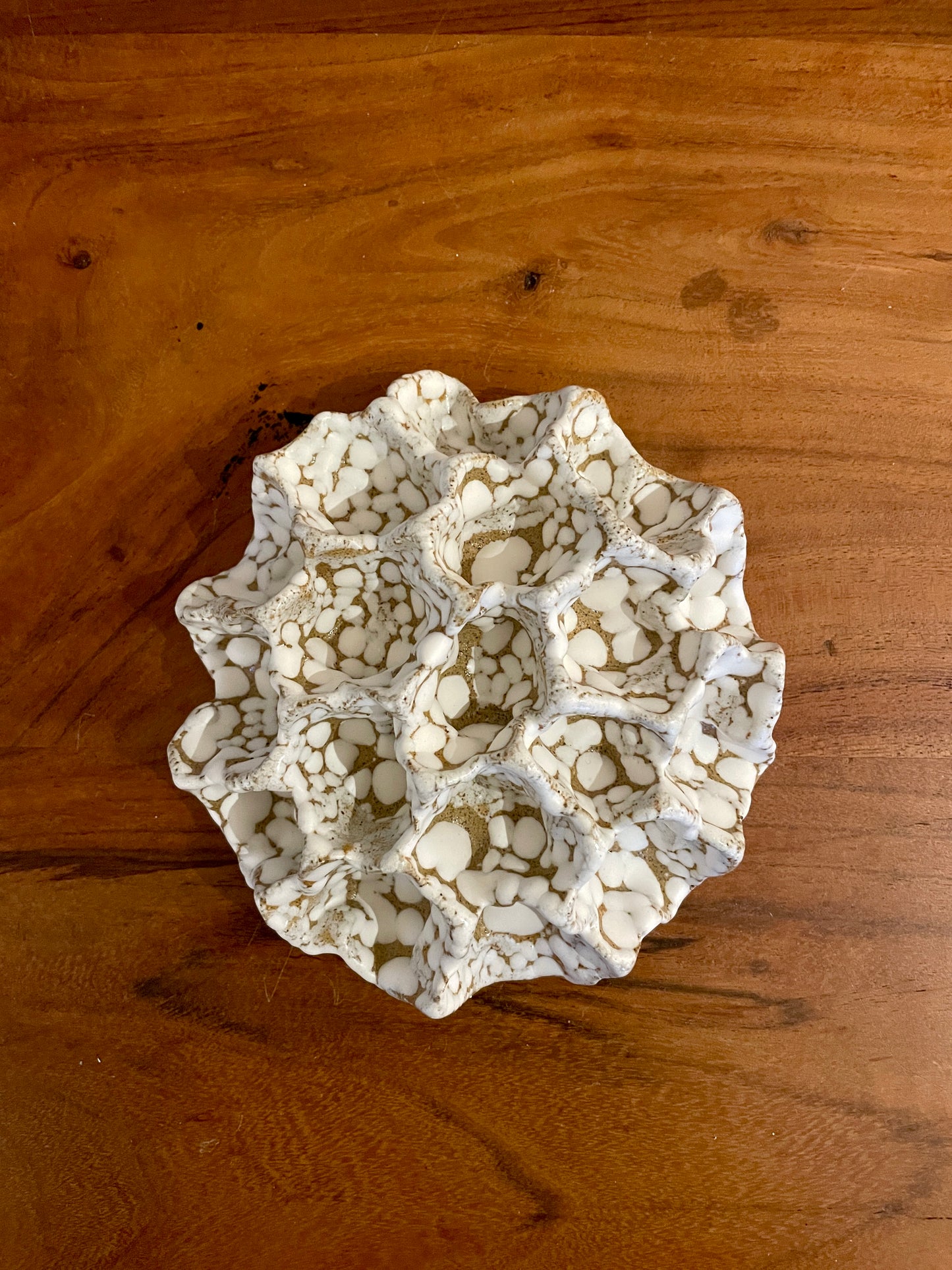 Wall coral 04370