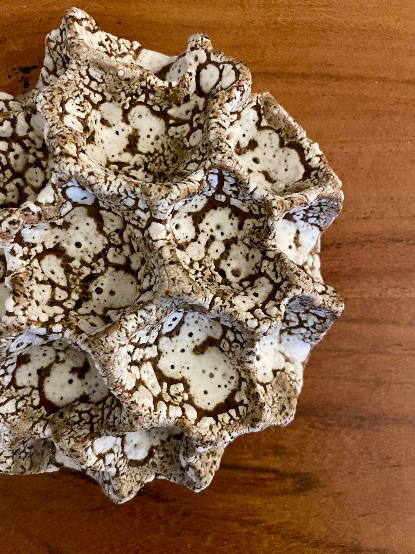 Wall coral 04371