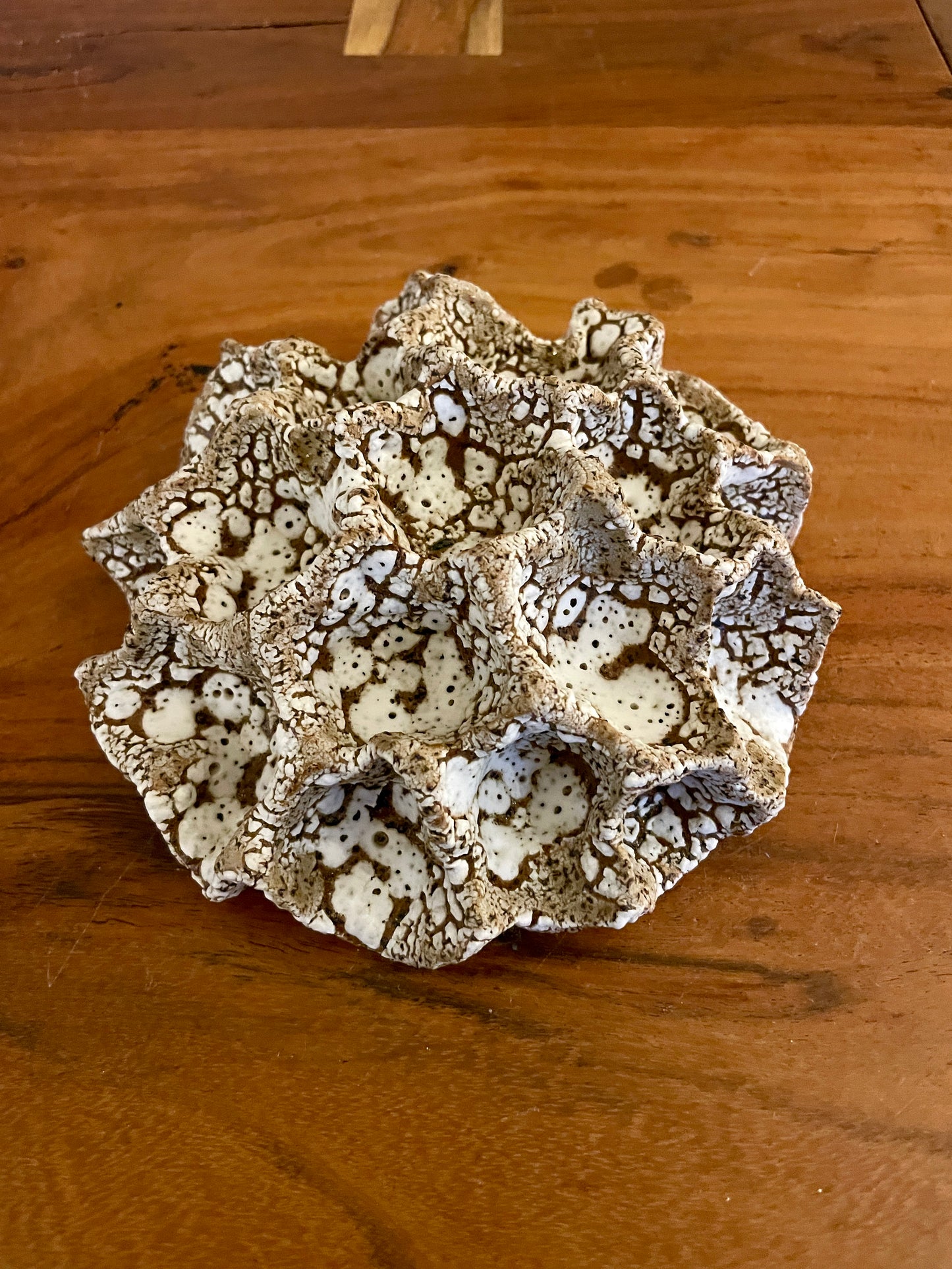 Wall coral 04371