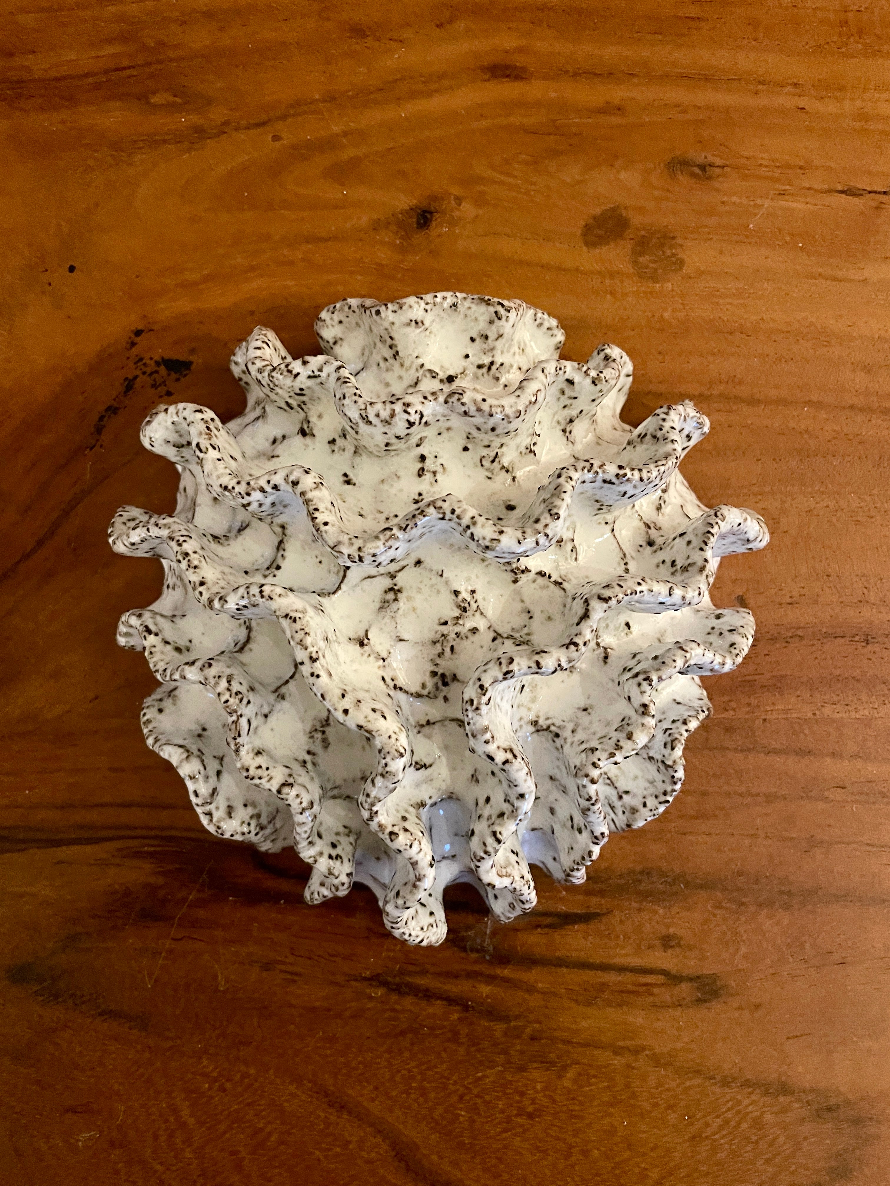 NEWS Wall coral 04374