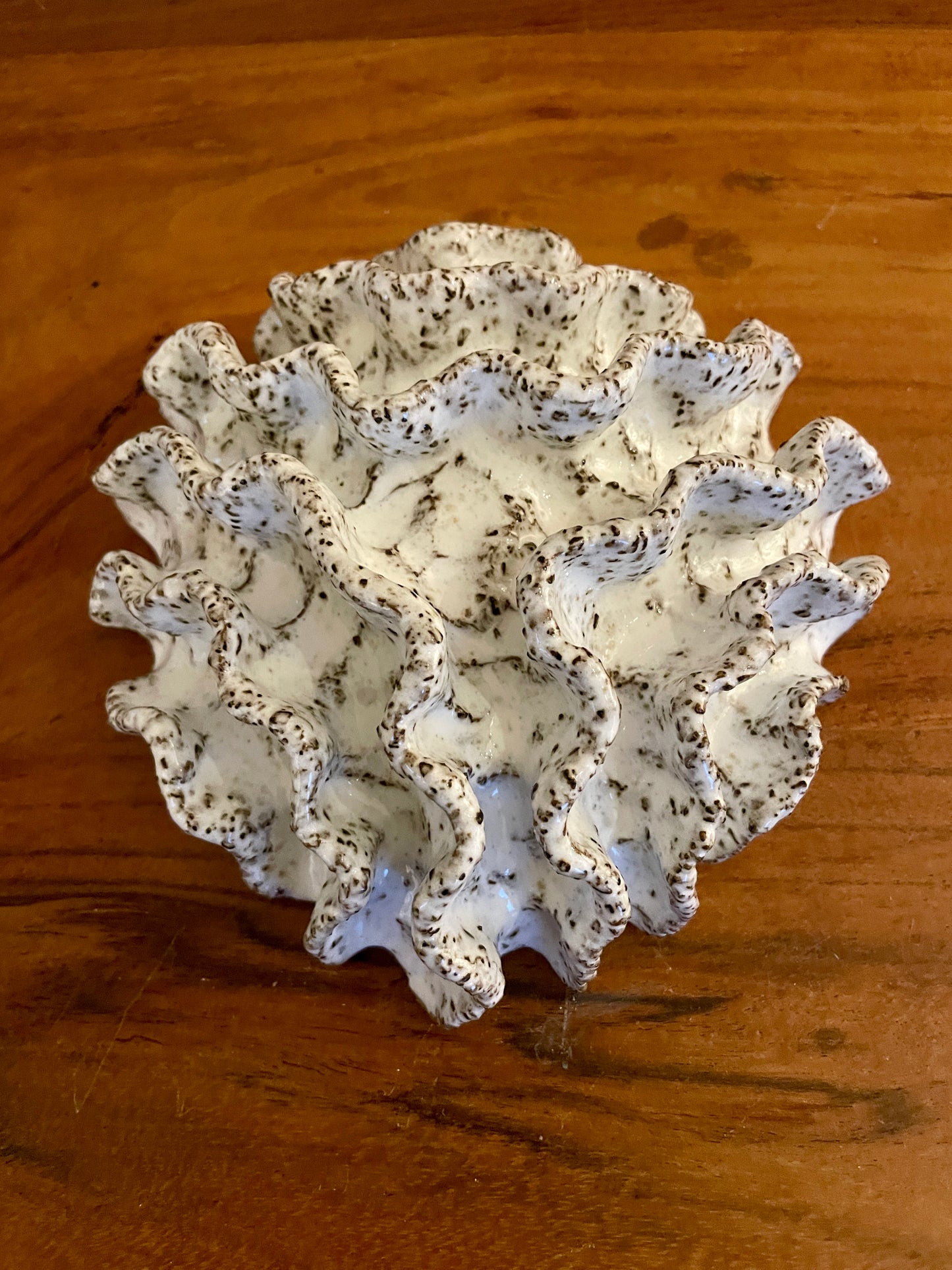 NEWS Wall coral 04374