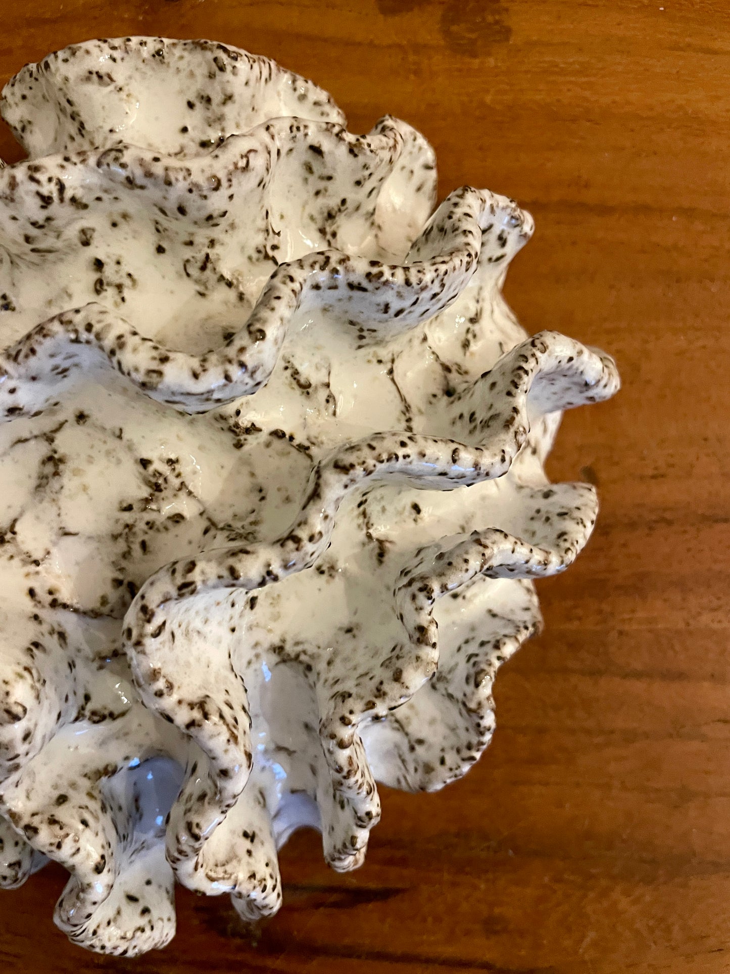 NEWS Wall coral 04374