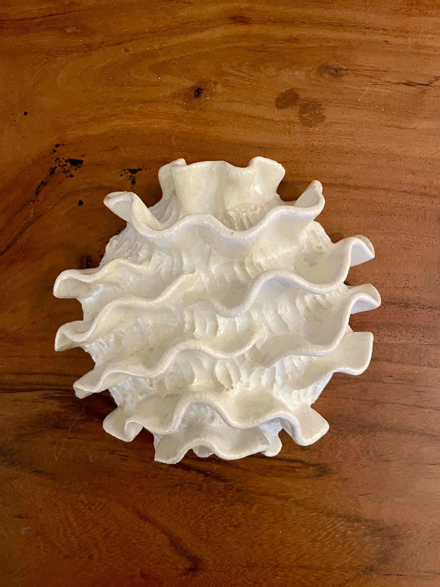 NEWS Wall coral 04373