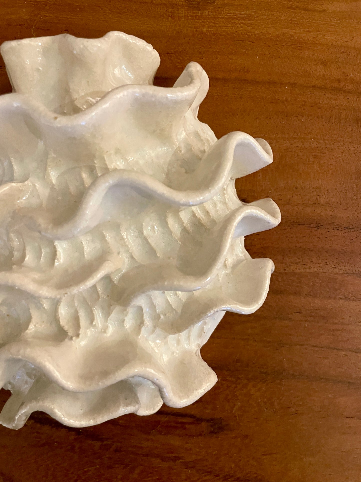 NEWS Wall coral 04373