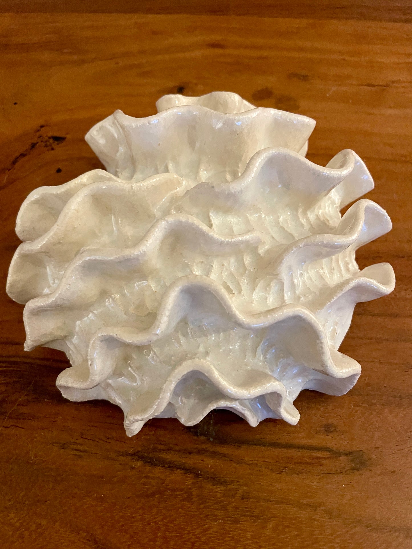 NEWS Wall coral 04373