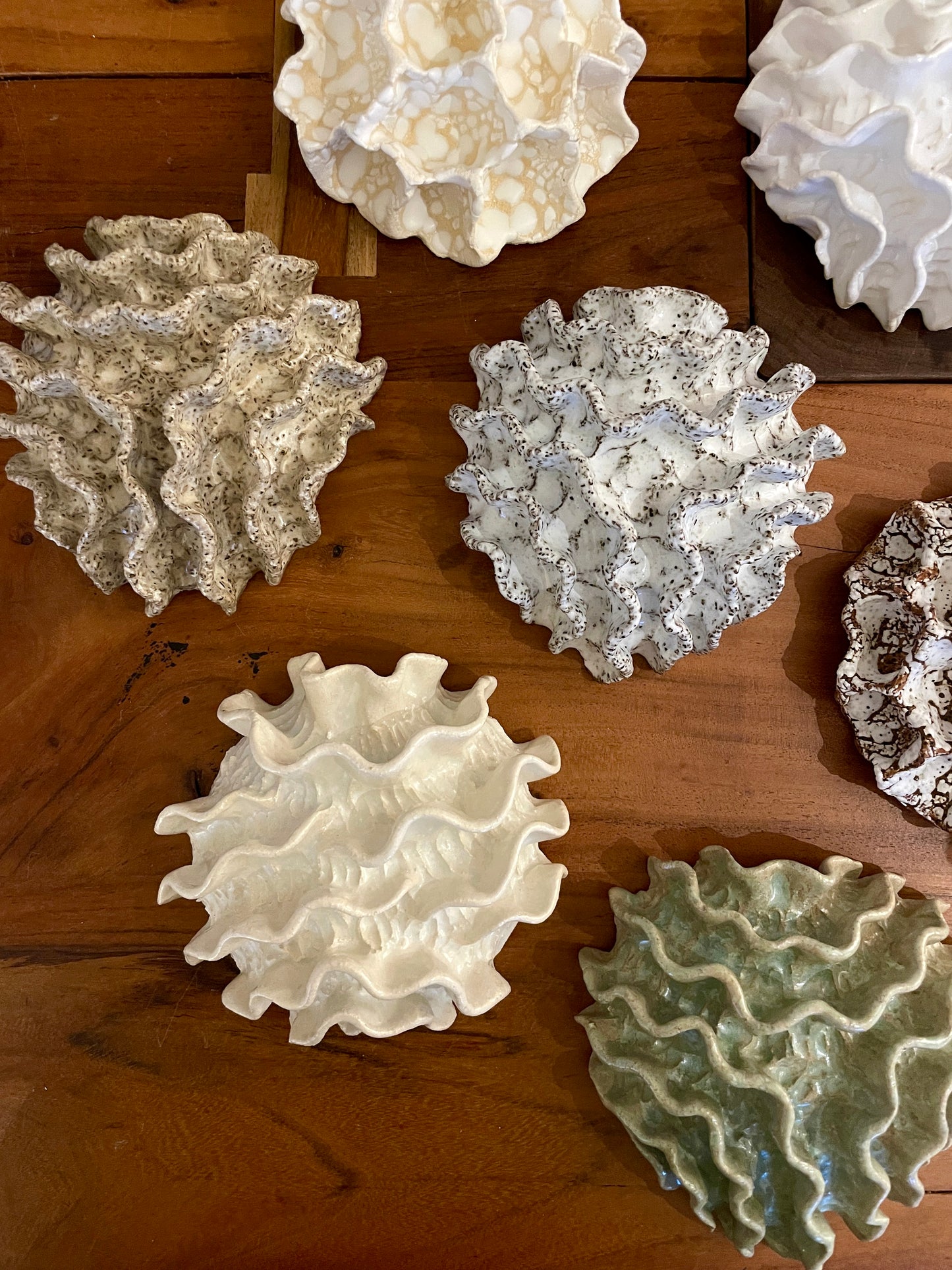 NEWS Wall coral 04373