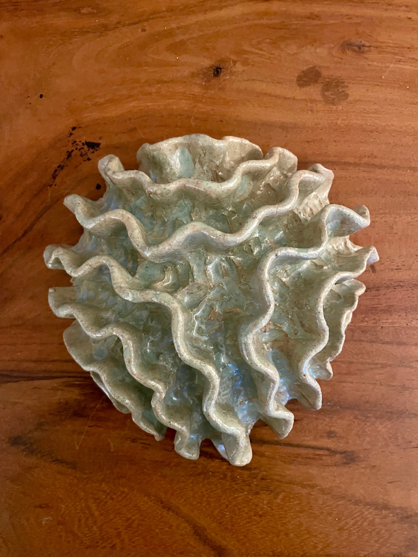 News Wall coral 04375