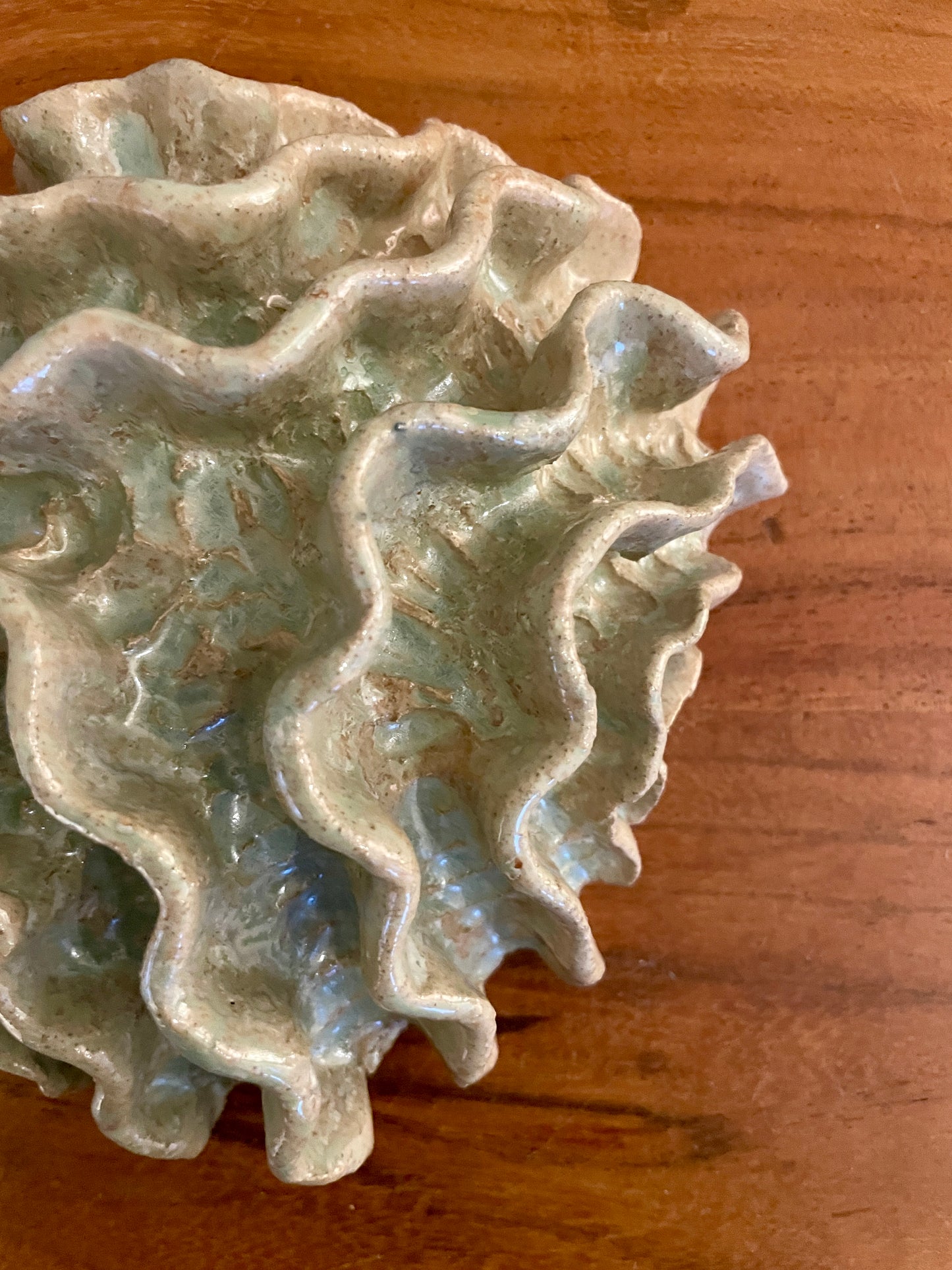 News Wall coral 04375