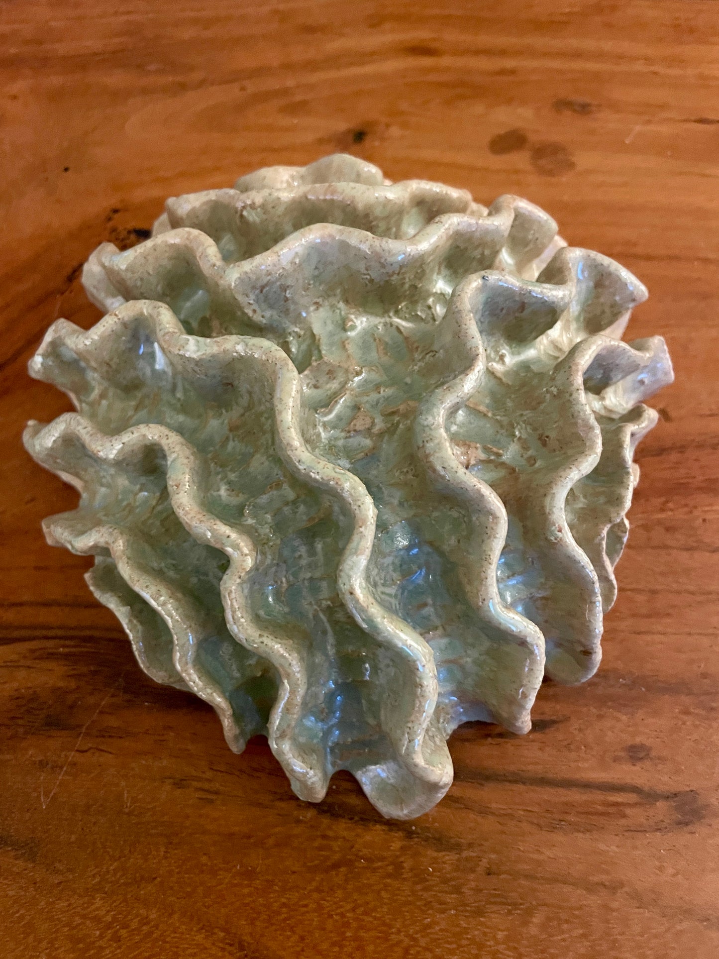 News Wall coral 04375