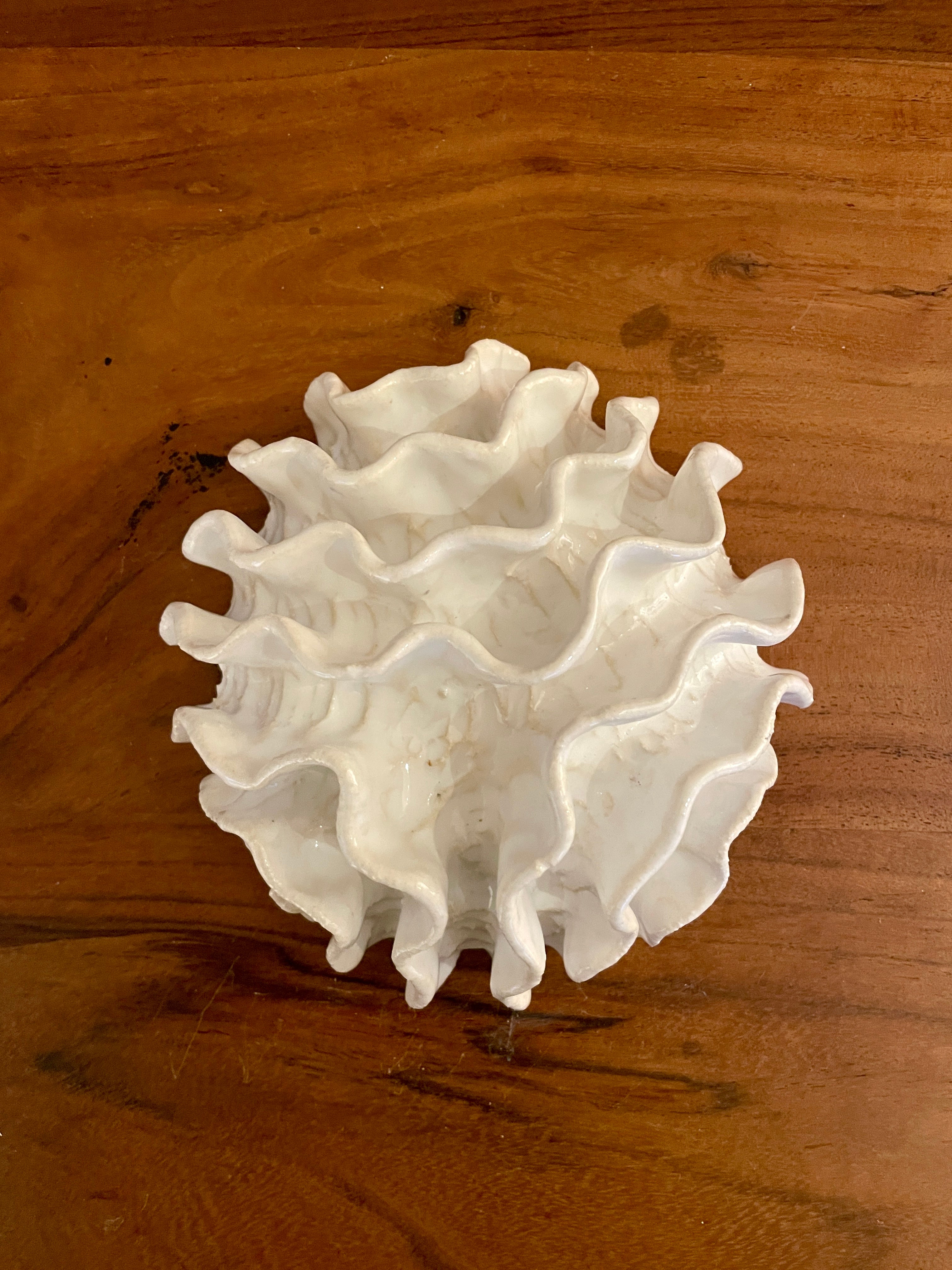 NEWS Wall coral 04372