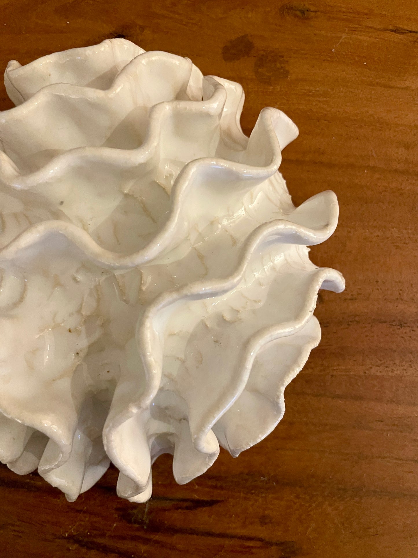 NEWS Wall coral 04372