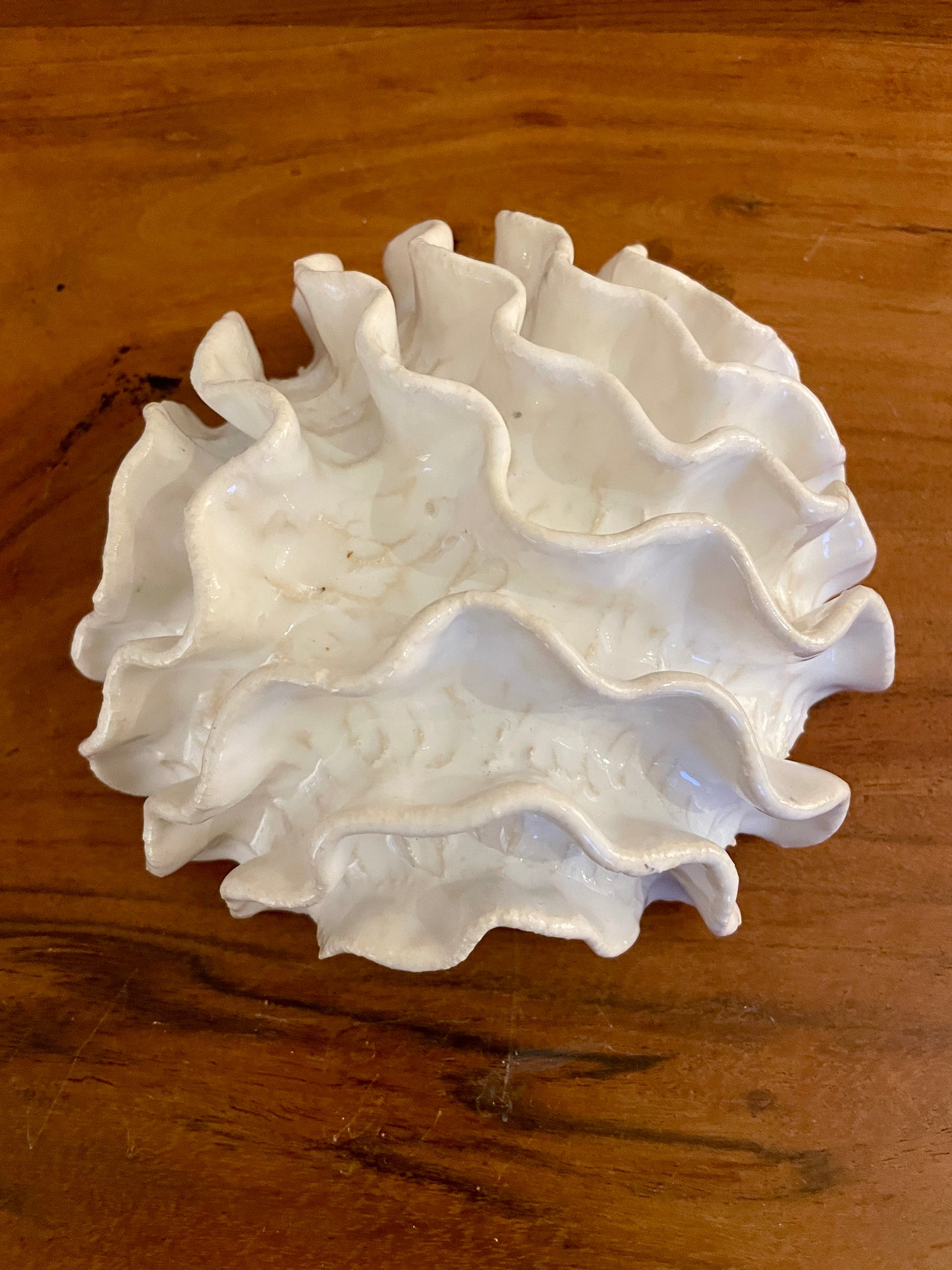 NEWS Wall coral 04372