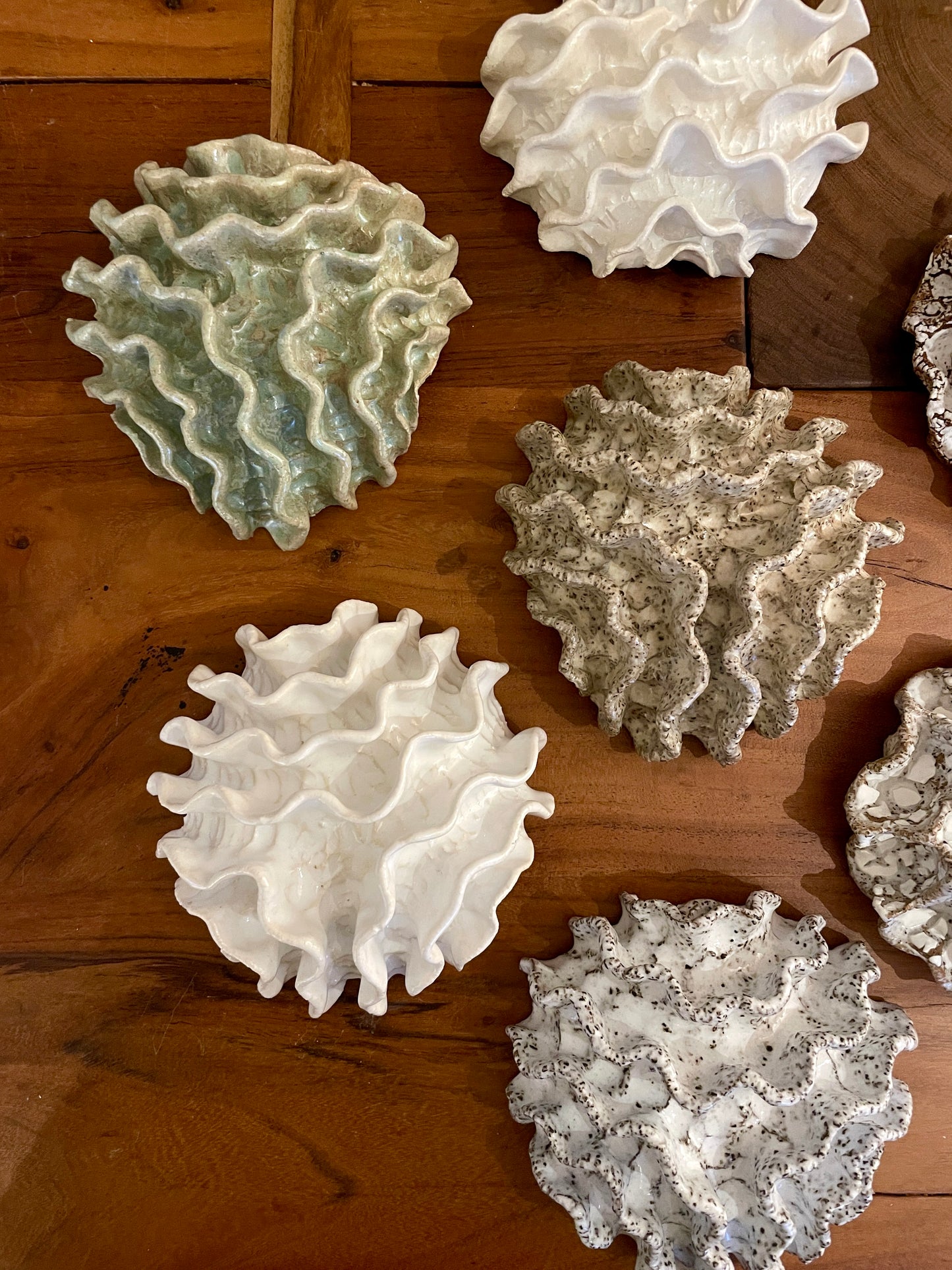 NEWS Wall coral 04376