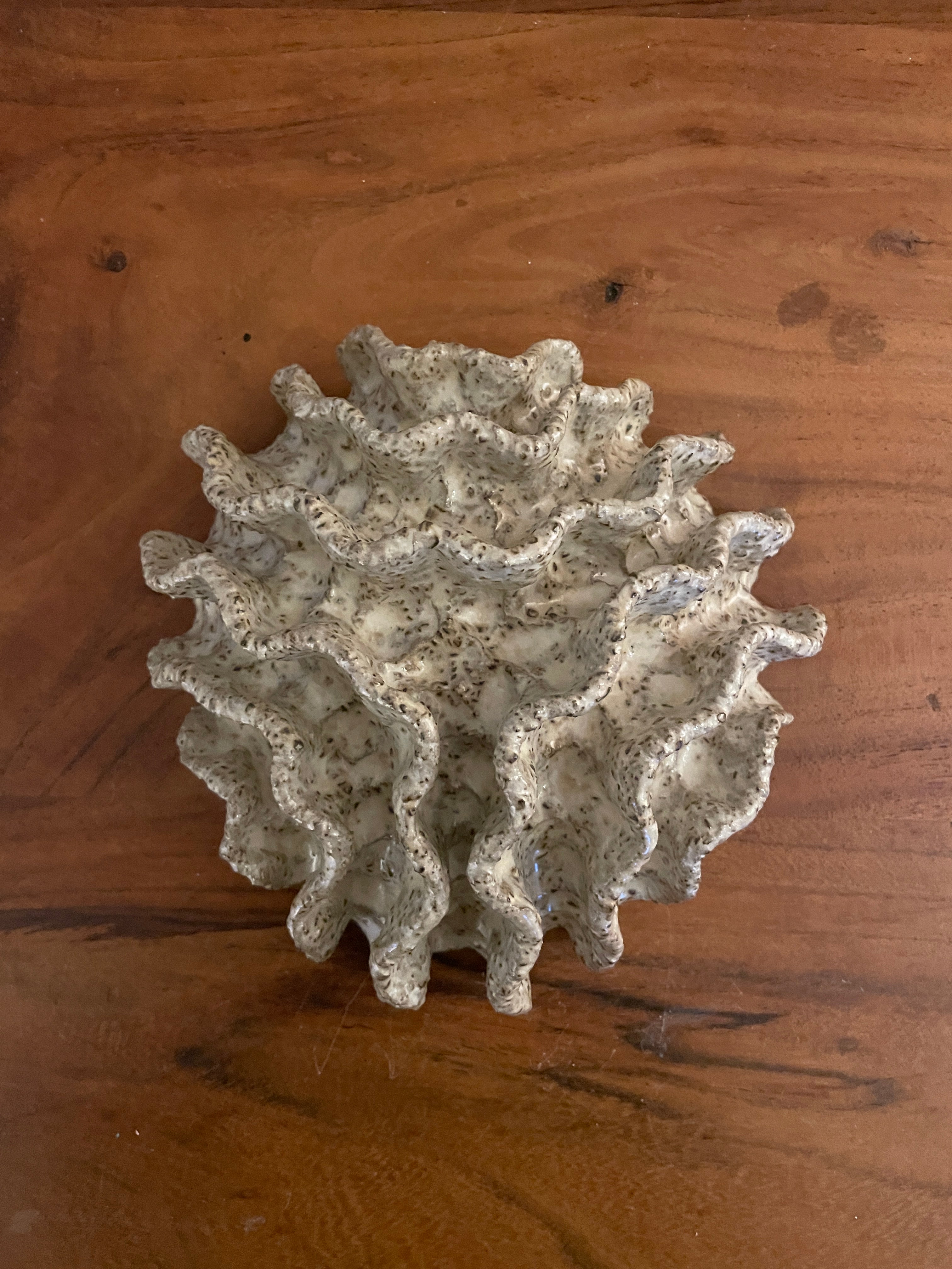 NEWS Wall coral 04376