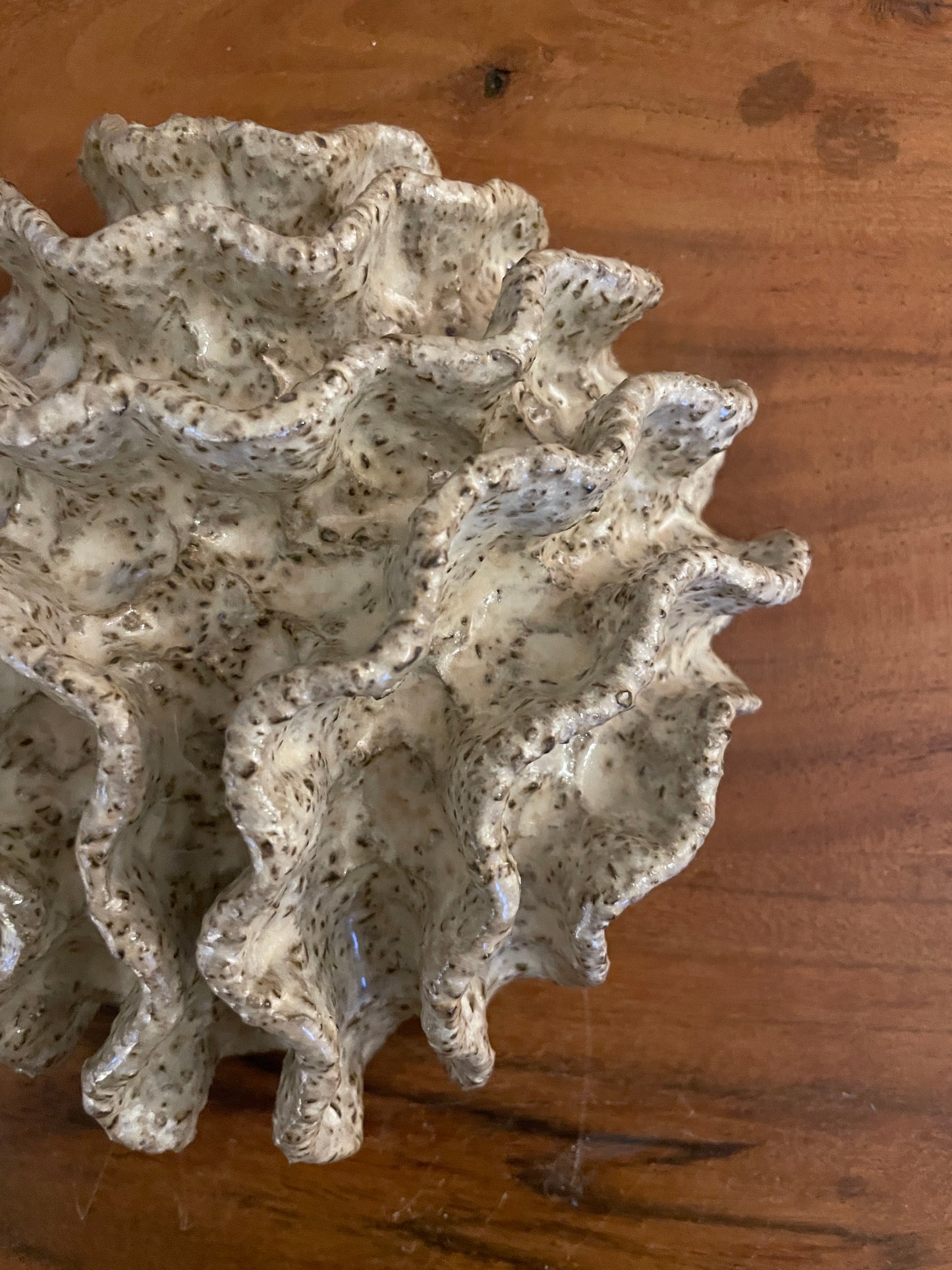 NEWS Wall coral 04376