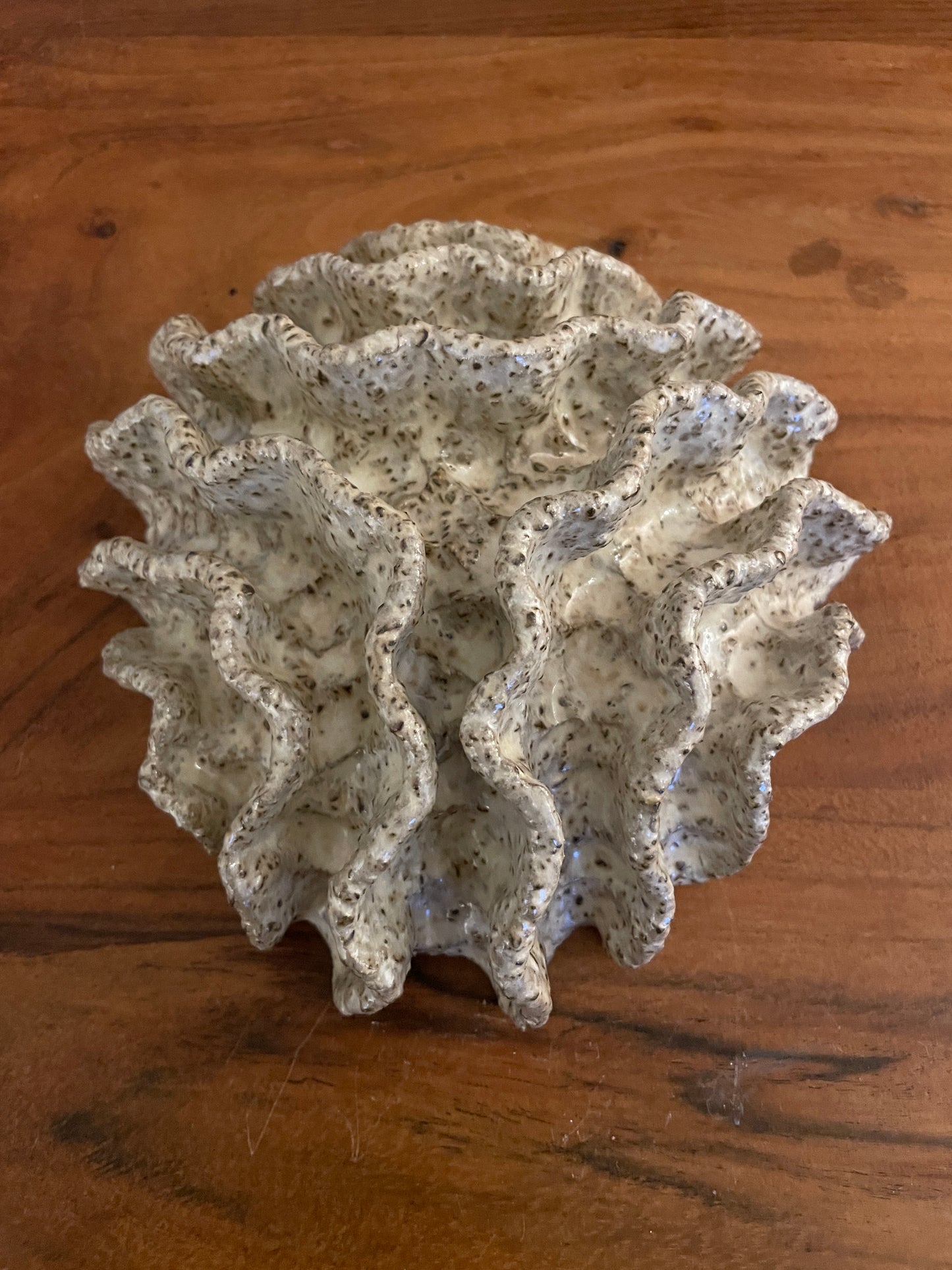 NEWS Wall coral 04376