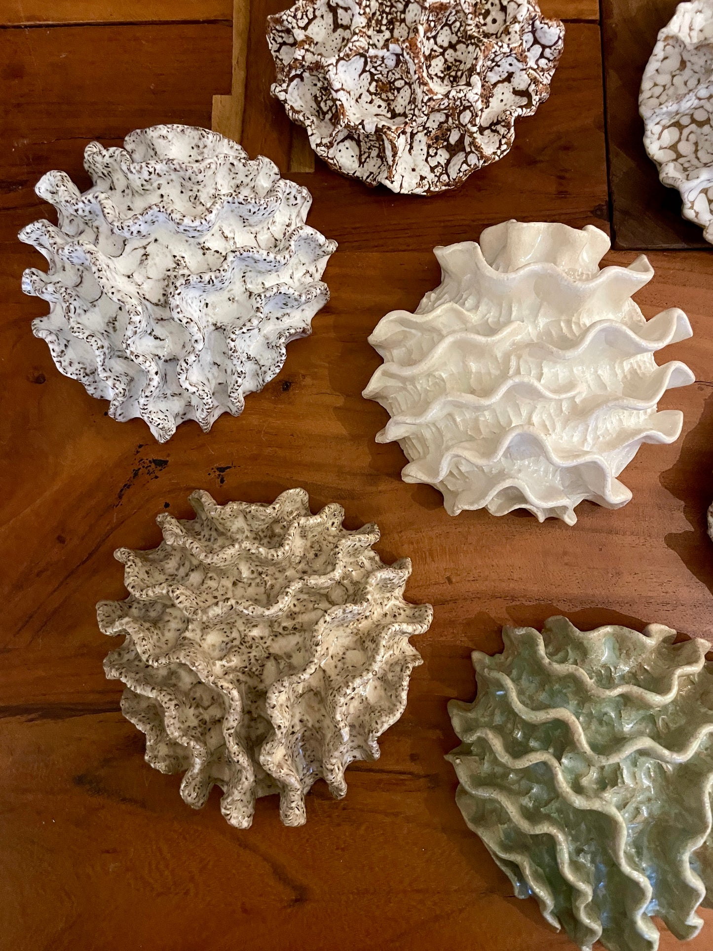 NEWS Wall coral 04376