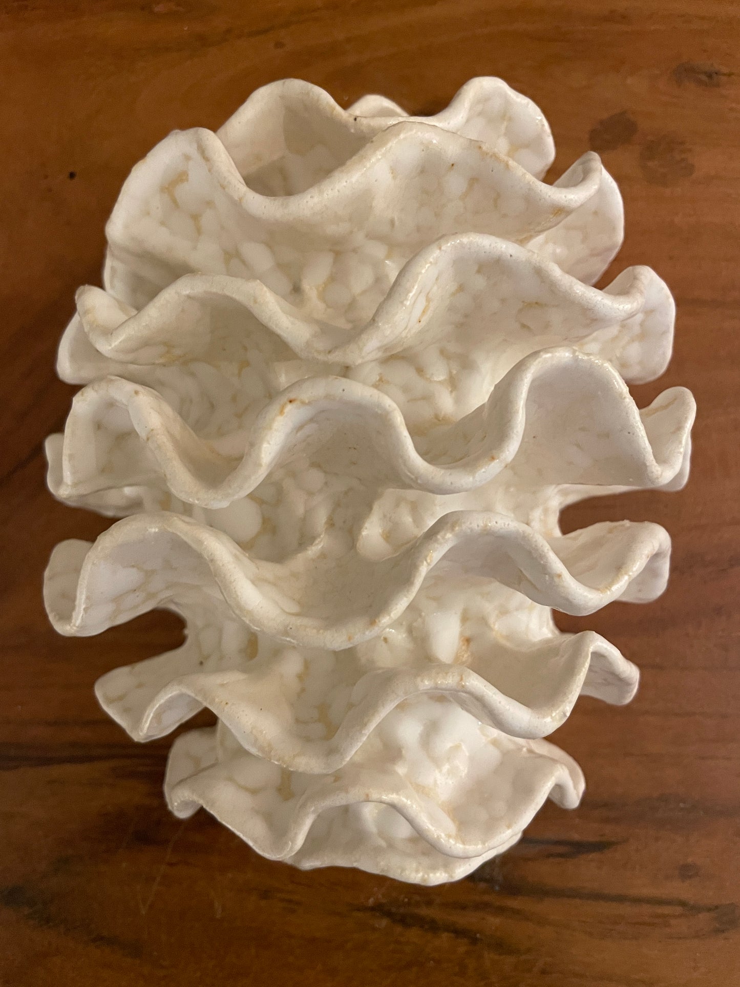 NEWS Wall coral 04377