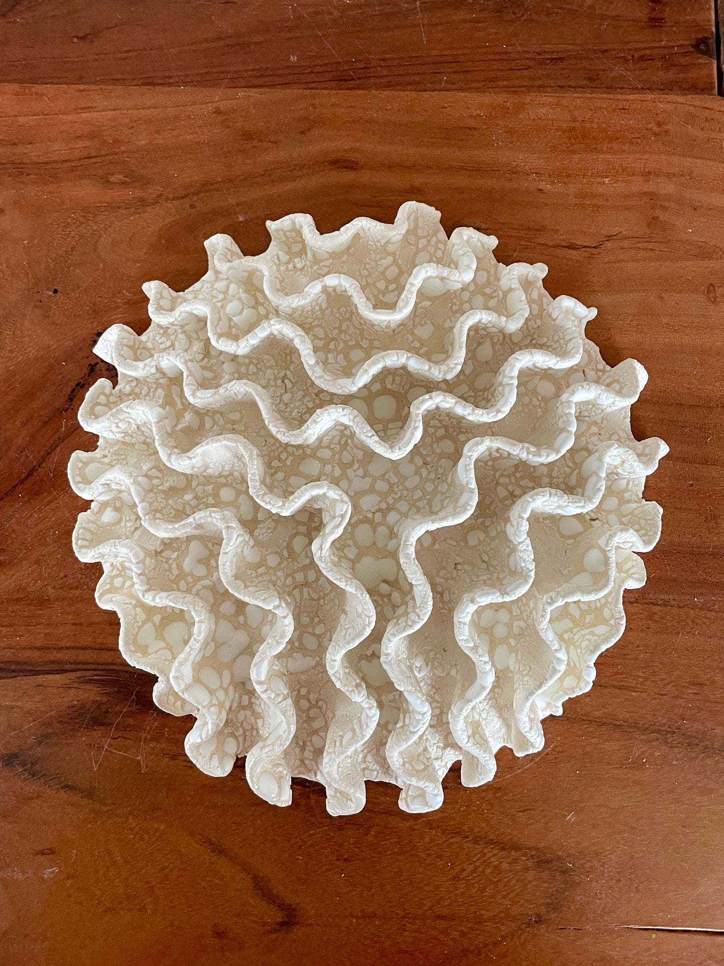 Wall coral 04387