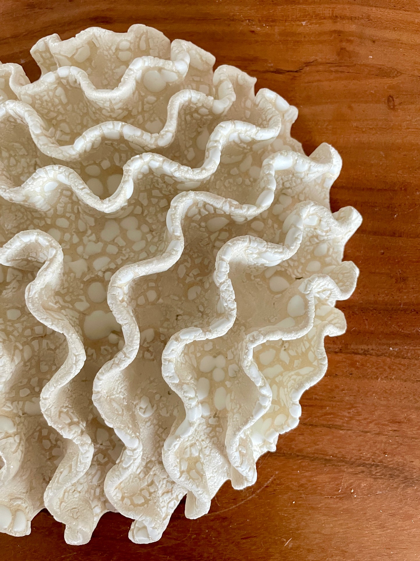 Wall coral 04387