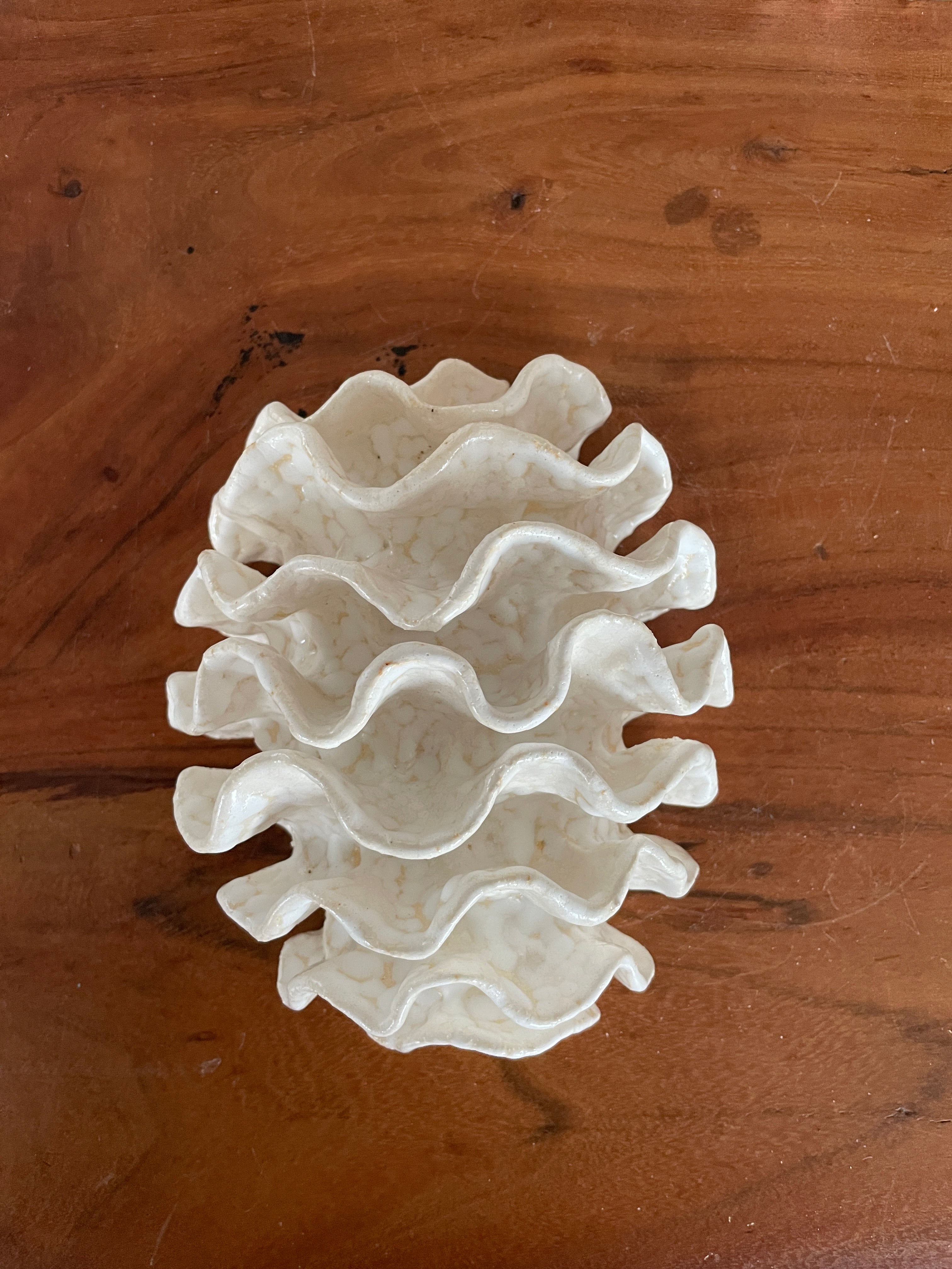 NEWS Wall coral 04377