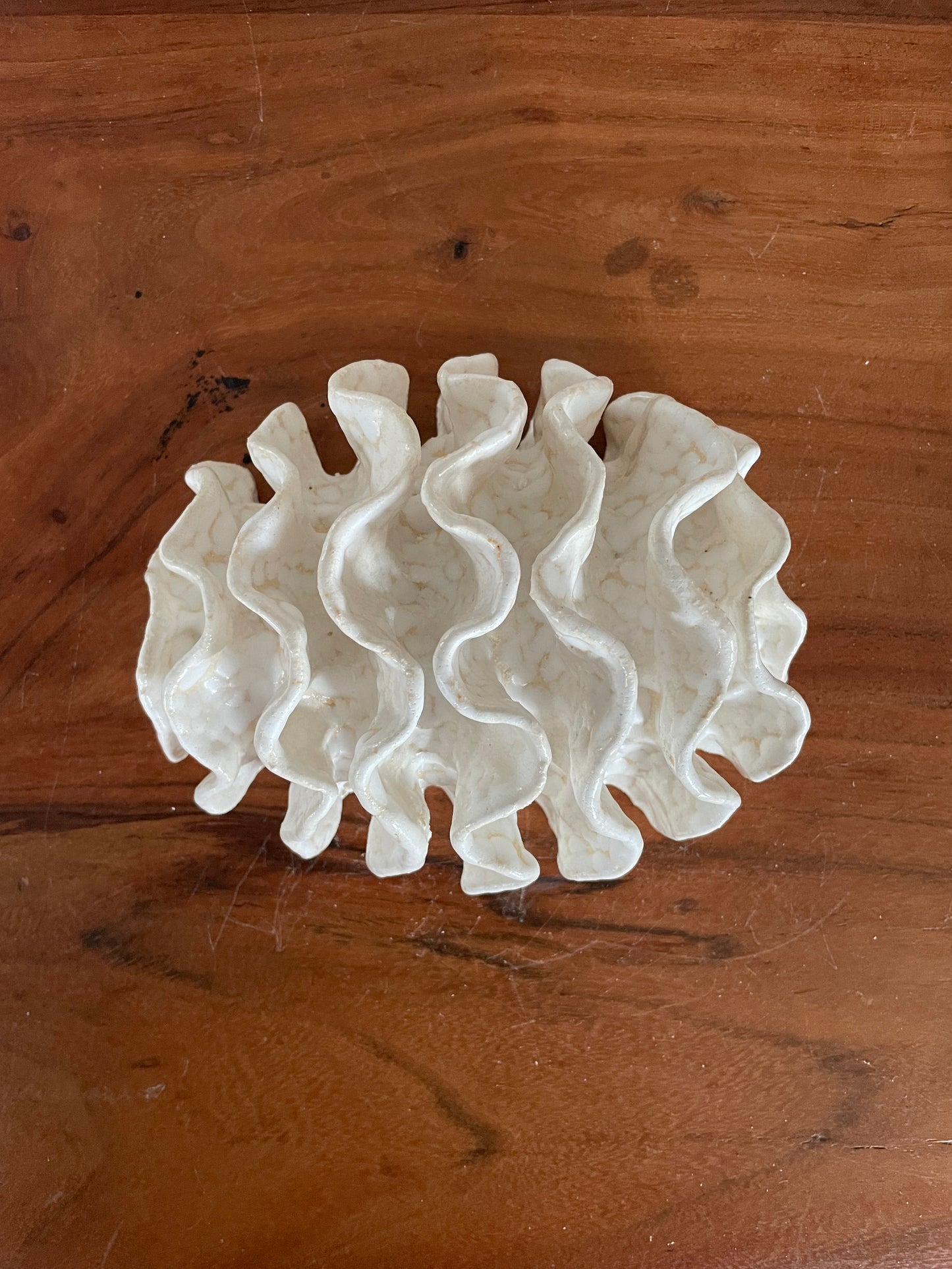 NEWS Wall coral 04377