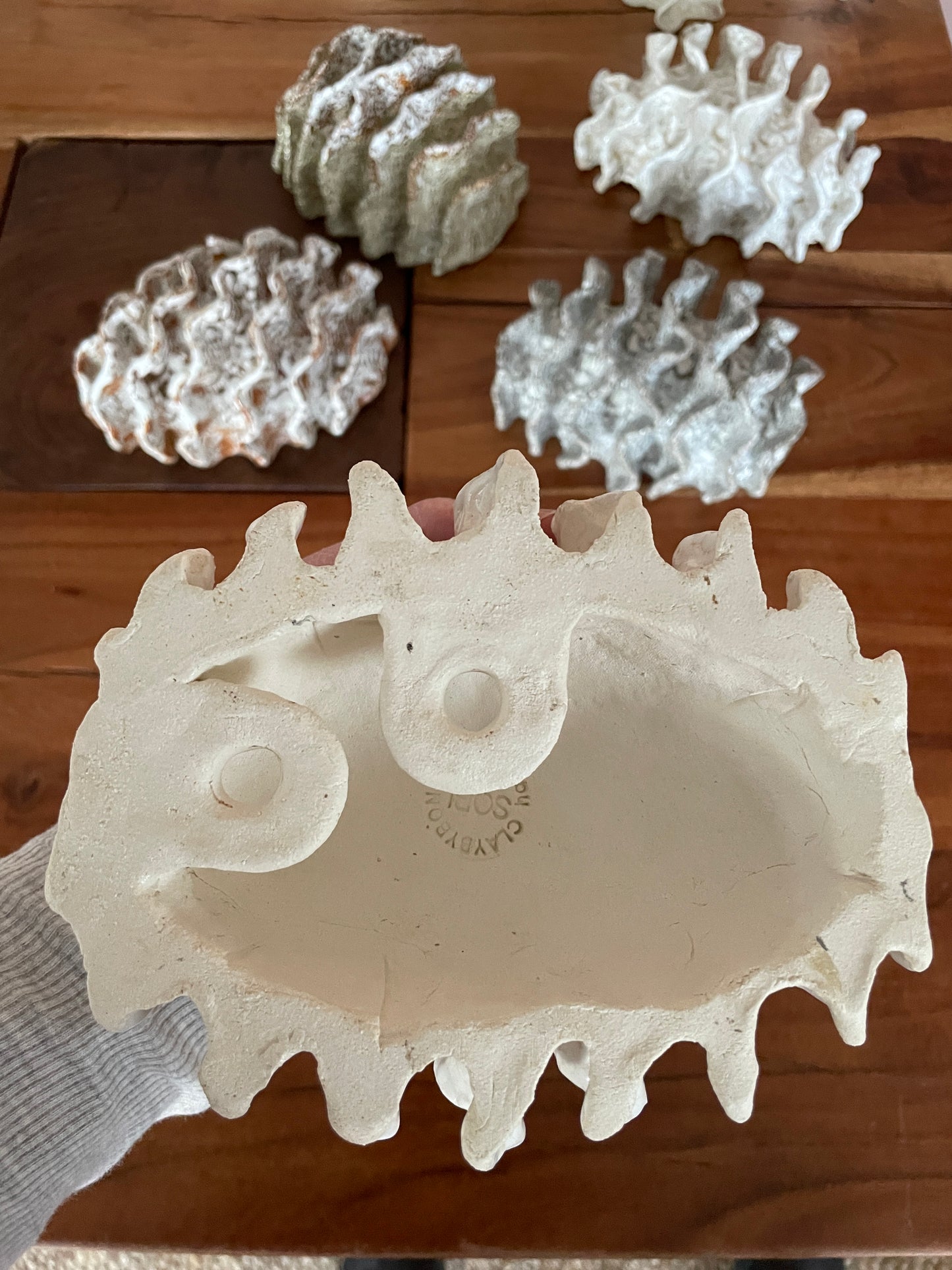 NEWS Wall coral 04377